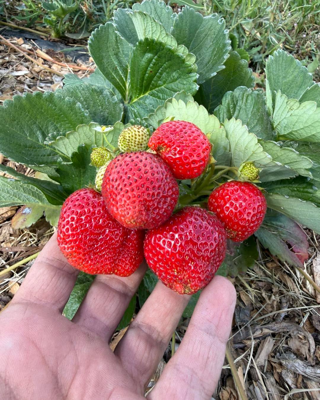 It’s going to rain tomorrow so would like a few groups or individuals to come and pick these areas of the strawberry fields by the end of the day. They are super sweet! Walk past the first 150’ for the best picking!
Pink and green flagged rows.
We moved the scale and everything back to the strawberry stand so you can park just back there somewhere.
$4 a lb. Use the atlas entrance.