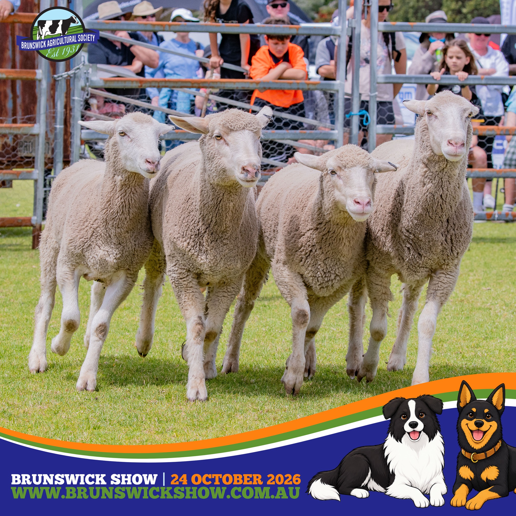 The sheep are ready for their Show Day moment. Come and see the working dogs round em' up! ๐โจ
๐ BRUNSWICK SHOW 2026
๐ Brunswick Show Grounds
๐
Saturday 24 October 2026
๐๏ธ Info + Tickets: www.brunswickshow.com.au
