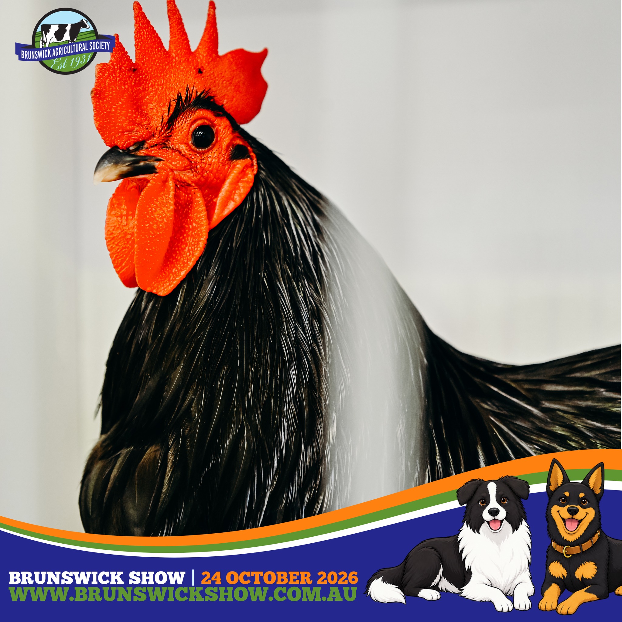 One of the sweetest parts of Show Day, visiting the poultry pavilion and seeing the care, colour and character of the birds on display.
Poultry Exhibits โ Biosecurity Disclaimer
The Brunswick Agricultural Society has implemented all required biosecurity measures and precautions regarding the current risk of avian influenza (bird flu). However, the health, welfare and biosecurity of all poultry entered and exhibited remain the responsibility of the individual exhibitor. Exhibitors are responsible for ensuring their birds are healthy, fit for exhibition and comply with all current biosecurity requirements and directions. The Brunswick Agricultural Society reserves the right to refuse entry or remove any bird if there are concerns regarding its health or biosecurity risk.
๐ BRUNSWICK SHOW 2026
๐ Brunswick Show Grounds
๐
Saturday 24 October 2026
๐๏ธ Info + Tickets: www.brunswickshow.com.au