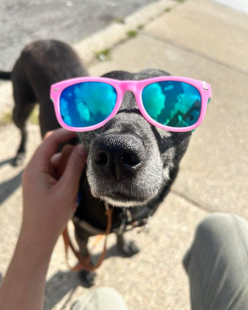 You wish you were as cool as Hope! ๐ #dogsinglasses #tgif #muttsofinstagram ๐ธ by SO
