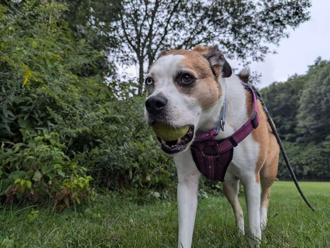 Ruby turned 6 years old yesterday! #HappyBirthday Ruby! #muttsofinstagram #imsixyearsold 📸 by MS