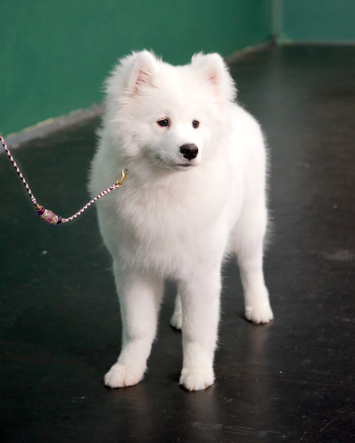 "Best In Show" is more than a beauty contest. Learn to show your dog's best features in the show ring at Conformation Showing 101! We also offer weekly Conformation Handling Practice sessions on Tuesday and Thursday evenings.
#fourpawsportscenter #dogtraining #pnwdogtraining #seattledogshow #seattledogtraining