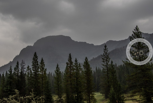 82826 #driving in the rain #rainyday #landscapephotography #fog #mountainview #yellowstonenationalpark