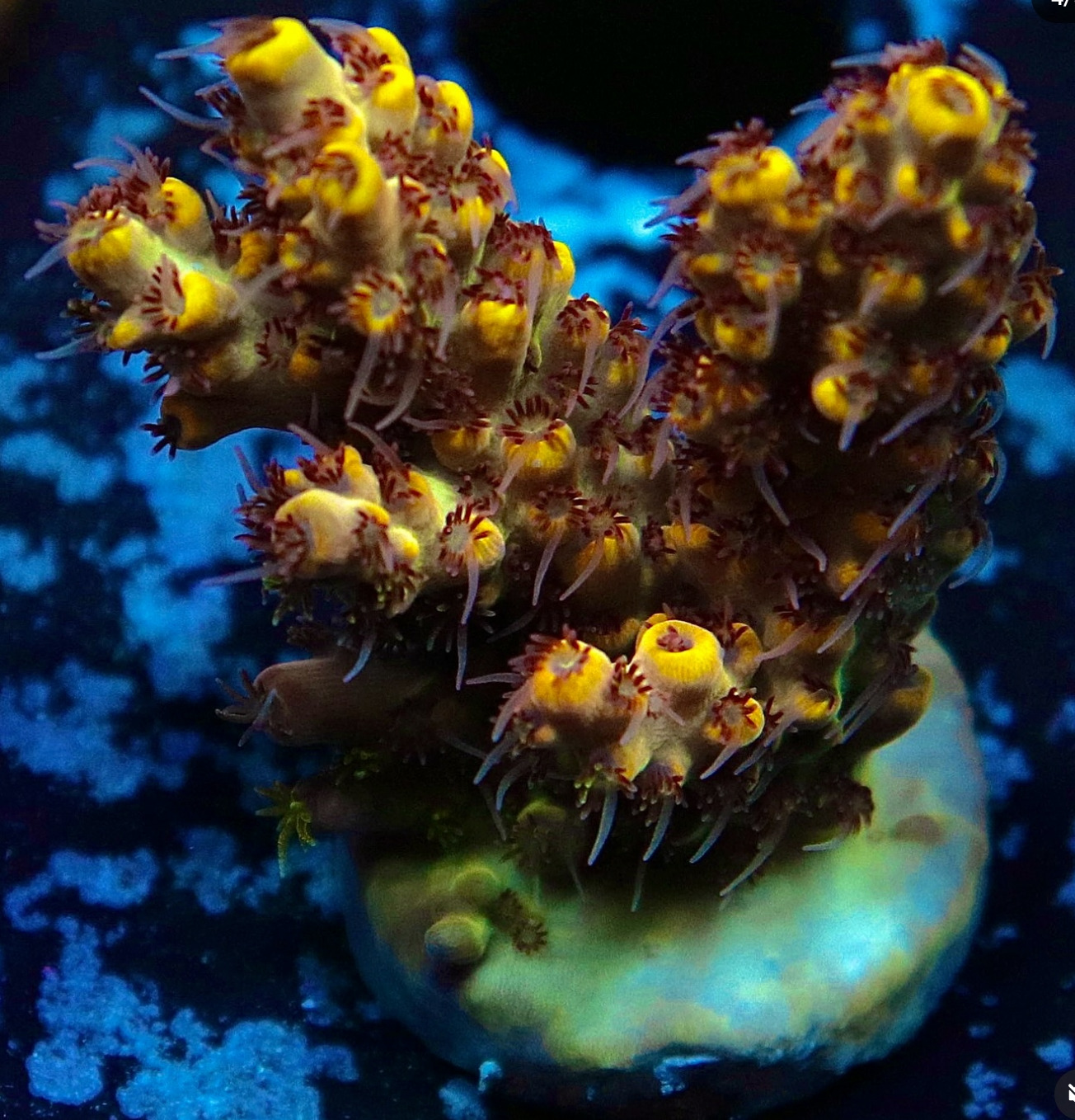 #tropicmarintanks
Amazing coral from @leonardos_reef 🧡
Show us your corals!
#tropicmarintanks #tropicmarin #tropic_marin
#eatsleepreef #allmymoneygoestocoral #reefporn #coralporn #reefaholics #aquarium #saltwateraquarium #nanoreef #reeftanks #euroreefers #reef2reef #reefers4reefers #vitaminsea #seafari
@tropicmarinusa @tropic_marin_br @tropic_marinarg @tropicmarinperu @aquarium_planet_cr @scireef @aqua.united.gmbh