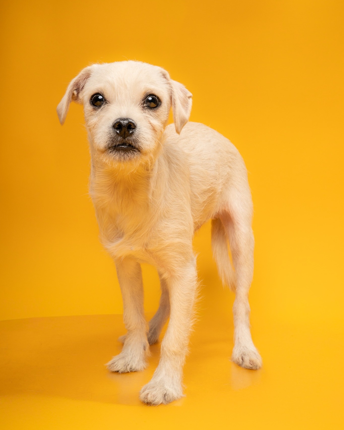 Meet Peanut, our @cbsnewstexas ๐๐๐ญ ๐จ๐ ๐ญ๐ก๐ ๐๐๐๐ค!
At just ๐ ๐ฆ๐จ๐ง๐ญ๐ก๐ฌ ๐จ๐ฅ๐, this precious little boy is absolute perfection. Peanut is a soft-spoken, gentle soul who might start off a tiny bit shy, but his favorite place in the whole world is right by your side.
He is the ultimate shadow puppy. Peanut prefers to stick close, take in the world at his own easy pace, and soak up all the quiet love you have to offer. His sweet disposition and adorable looks make it impossible not to fall in love with him.
If you are looking for a calm, loyal companion to join your family, Peanut is ready to fill your home with sweetness. Come ๐ฆ๐๐๐ญ ๐ก๐ข๐ฆ ๐ญ๐จ๐๐๐ฒ at our @petsmart ๐๐จ๐ง๐ญ๐ ๐จ๐ฆ๐๐ซ๐ฒ ๐๐ฅ๐๐ณ๐ ๐๐๐จ๐ฉ๐ญ๐ข๐จ๐ง ๐๐ฏ๐๐ง๐ญ ๐๐ซ๐จ๐ฆ ๐๐ ๐.๐ฆ.- ๐ ๐ฉ.๐ฆ. Learn more on our website at hsnt.org.
#petsmartcharities #adoptdontshop #cbsnewstexas #petofotheweek @petsmartcharities