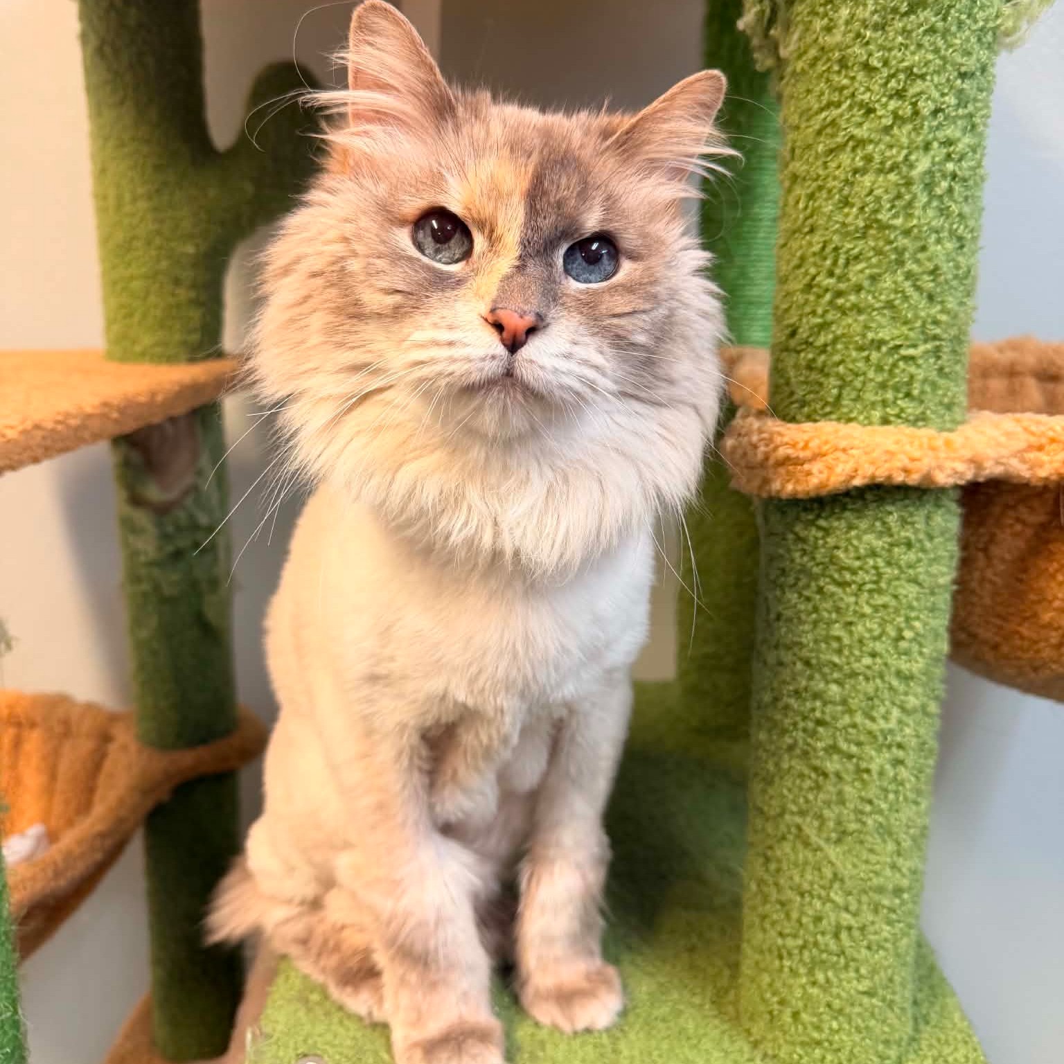 Pet of the week
Luna: 13.5 yr old, DMH
ELDERLY DIVA SEEKING PERSONAL SERVANT
Luna is a senior lady ready to spend her golden years exactly as she deserves, spoiled rotten! She’s seeking a devoted human with an available lap, skilled hands for head scratches, and absolutely no intention of dividing their attention with another pet.
Luna is friendly, social, affectionate and just a tiny bit demanding. Ignore her at your own risk! This queen has been known to express her displeasure in less-than-ladylike ways. Older, calm children may be acceptable members of her royal household.
Perks: Unlimited Luna cuddles.
Requirements: Worship accordingly.
Other pets: Absolutely not. Luna has spoken.
Adoption Fee: $30
Adoption Application: https://tinyurl.com/hskadoptionapp
