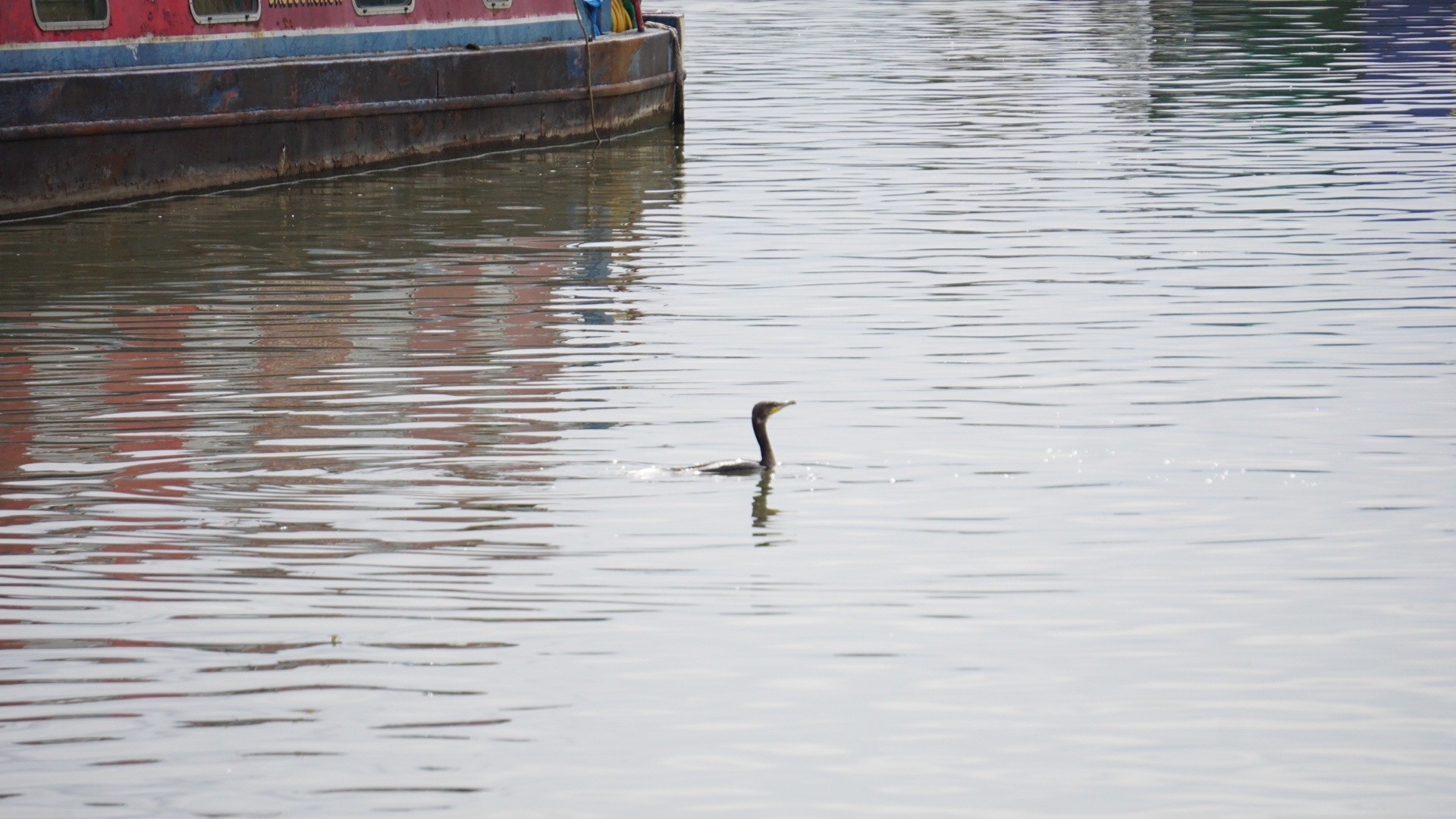 Saul Junction never disappoints. Herons, Cormorants, the odd curious swan escort, you get it all out here.
Just another reason why this stretch of water is so specialππ·