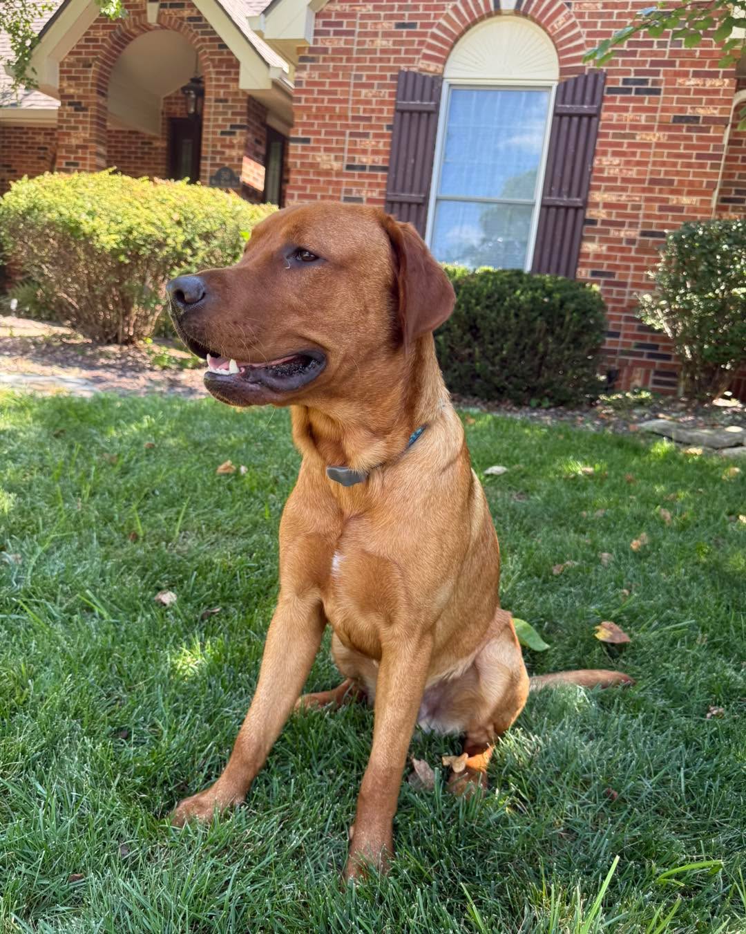 Is there such a thing as "Handsome man Friday?!! 🥰🥰. Archie is so handsome and such a good boy! #dogsitternearme #petsitternearme #dogwalkernearme #keckshaven #dogsitter #ofallondogwalker #googlepetsit #wentzvilledogwalker #lovenewclients #dogwalks #dogsofofallon #dogsofwentzville #psi #dogwalker #petsittingbusiness #keepyourpetsathome #kecksrock #clientsrock #loveourpetsitters