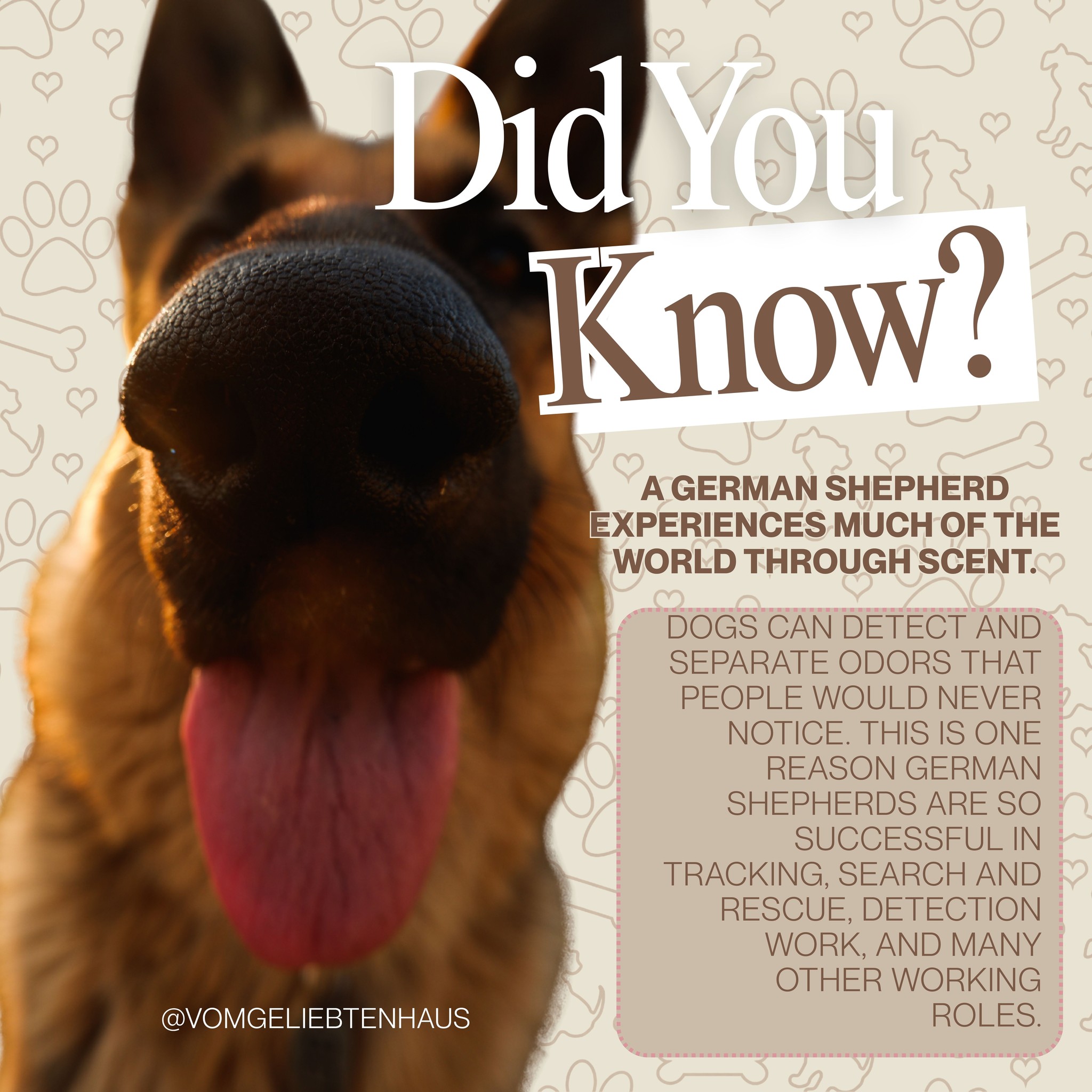 Fun Fact Friday
A German Shepherd experiences much of the world through scent.
Dogs can detect and separate odors that people would never notice. This is one reason German Shepherds are so successful in tracking, search and rescue, detection work, and many other working roles.
Allowing your dog time to sniff during walks is not wasted time. Sniffing provides valuable mental stimulation and lets your dog gather information about the world around them.
#FunFactFriday #GermanShepherdFacts #DogNose #CanineEnrichment #VomGeliebtenHaus