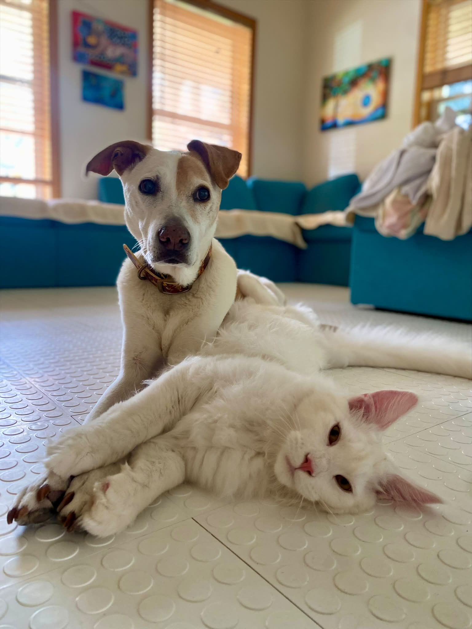 My faves! 🙌😻🐶❤️