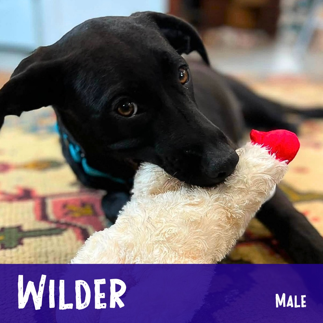 Adoptable Wilder is a lovely, 5 month-old, neutered pup that has started working on his manners with things like ‘sit,’ nice leash walking, and asking to potty outside. He’s a friendly, playful boy that loves all toys and games of fetch. He also loves other dogs and has a great time playing with them and showing off his puppy zoomies. He’s never met a stranger and has a habit of wooing people with his soulful eyes 😍 This affectionate boy can’t wait to find a family to give him lots of belly rubs, take him on adventures, and teach him as he grows. He’s a lovely little guy, his foster calls him “a doll!”
Learn more about him and apply through the link in our bio...
.
#adoptablepuppy #rescuepuppy #rescuedismyfavoritebreed