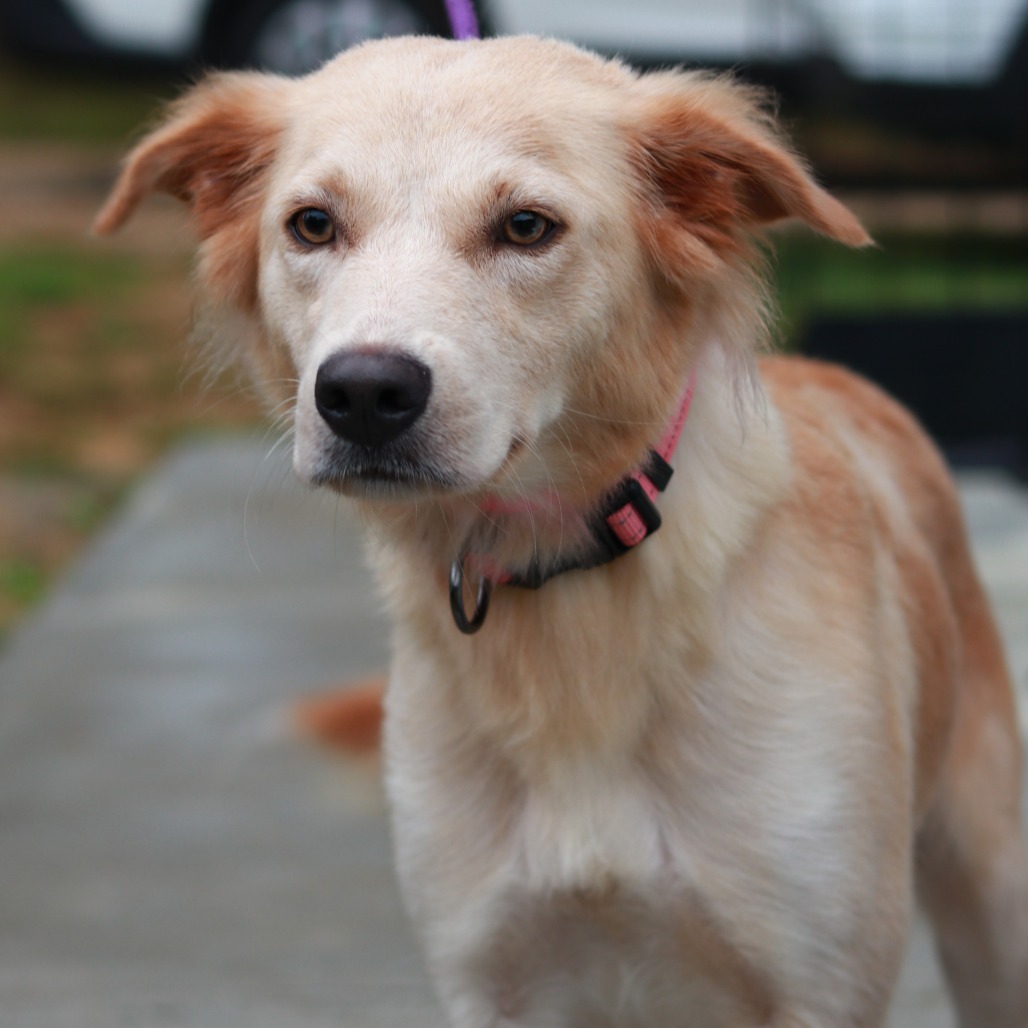 Meet beautiful Elizabeth! This sweet, friendly mama has been an absolutely amazing mom to her babies. Now that she has given them so much love and care, it’s her turn to be spoiled!
Elizabeth is about a year or two old, sweet, gentle, docile, and she would love a family who will cherish and love her just as devotedly as she loved her puppies. She deserves a forever home where she can finally be the one getting all the attention and affection! She's good with dogs but cats are unknown. Her gentle nature makes us believe she'd be good with them - with the right intros of course!
Meet her at PawSafe Animal Rescue, 348 Old Colony Rd, Eastford CT
Wed 4-6:30/Thurs 10:30-12:30/Sat & Sun 11-1