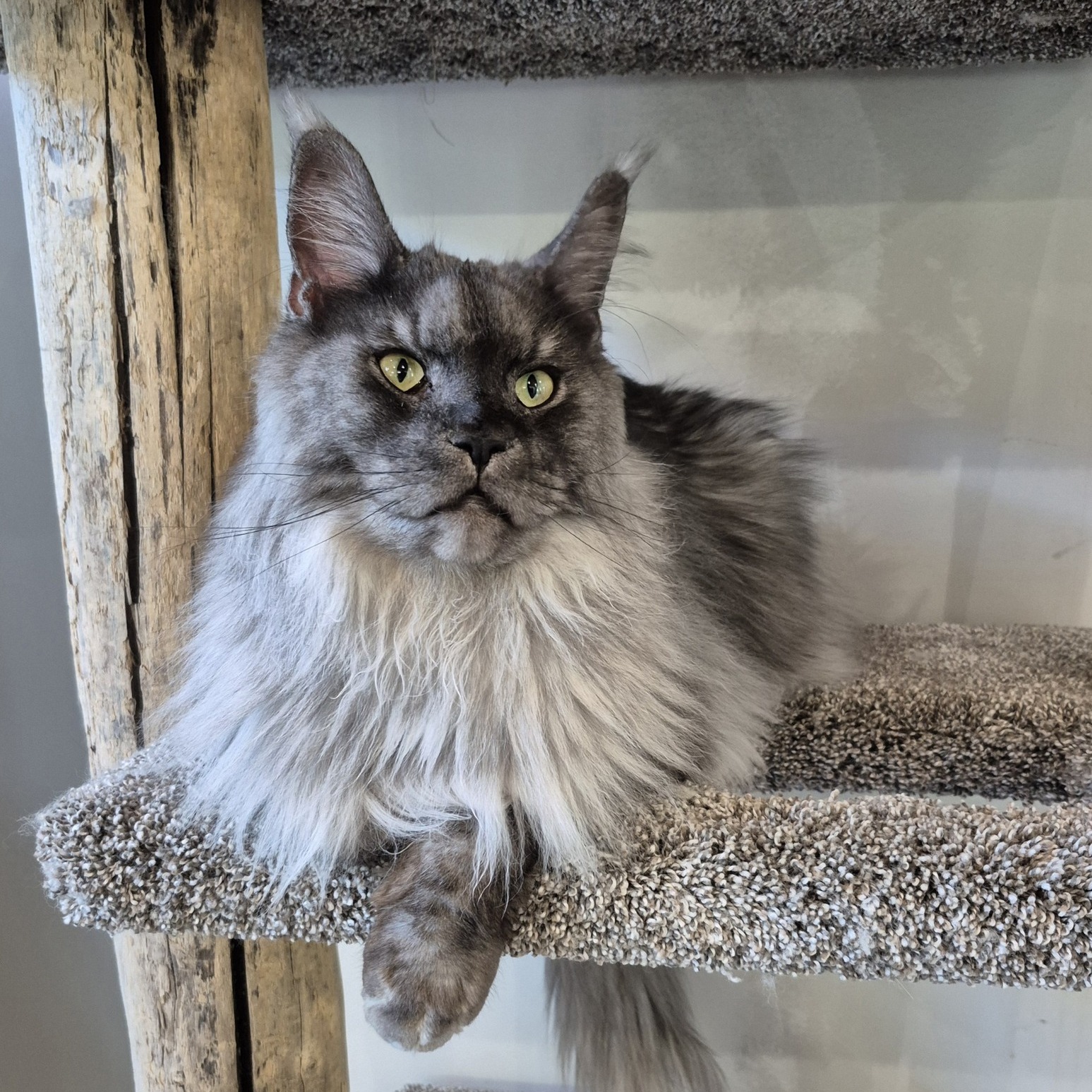 Puntledge: Where Mowgli comes to stay 🐾
Definitely our fluffiest staff member, Mowgli is the campground's 18 month old mascot! 🐈
You can find Mowgli hanging out in the main office when you arrive to check in. So, why not come and stay with us, say hi to Mowgli and enjoy everything the Comox Valley has to offer.
#explorebc #campgroundlife #happycamper #rvcamping #tentlife #bccamping #comoxvalley #realtime @supernaturalbc