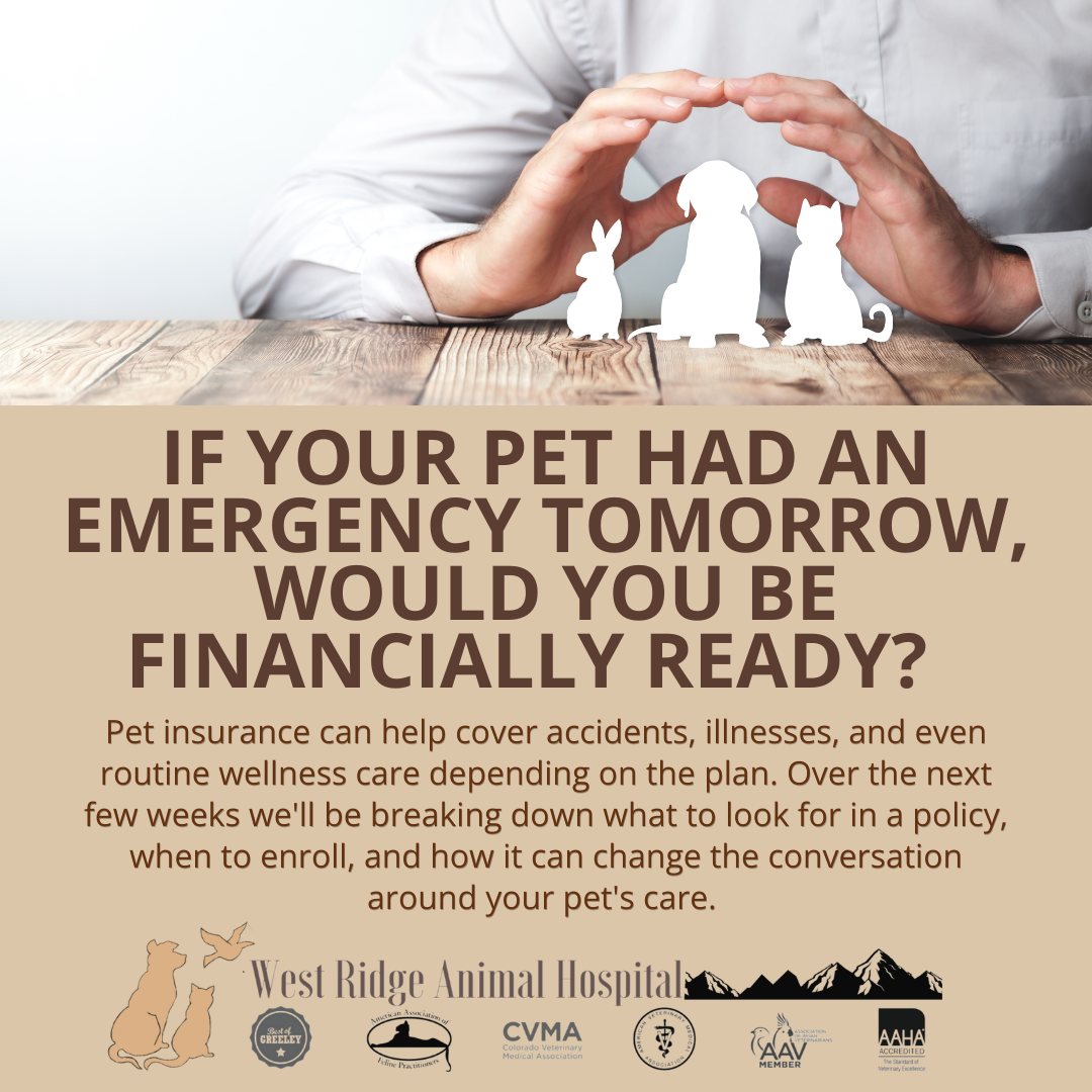 September is National Pet Insurance Month, and it's a great time to ask the question: if your pet had an emergency tomorrow, would you be financially ready?
Pet insurance can help cover accidents, illnesses, and even routine wellness care depending on the plan. Over the next few weeks we'll be breaking down what to look for in a policy, when to enroll, and how it can change the conversation around your pet's care.
Compare plans and pricing thats right for you:
https://www.wrah.net/petinsurance
#NationalPetInsuranceMonth #PetInsurance #PetParents #WestRidgeAnimalHospital #GreeleyCO #VeterinaryCare