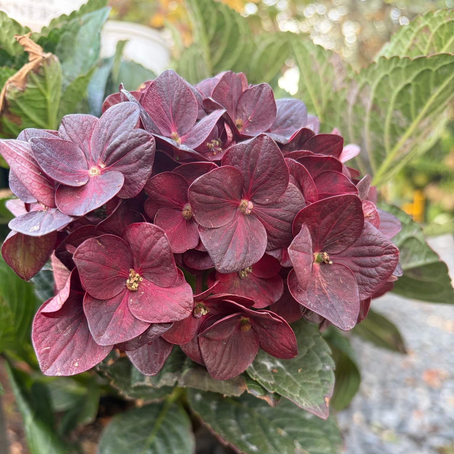 ๐๐โจ We can't get enough of the fall color popping up across the nursery! What's your favorite autumn color? Tell us in the comments ๐