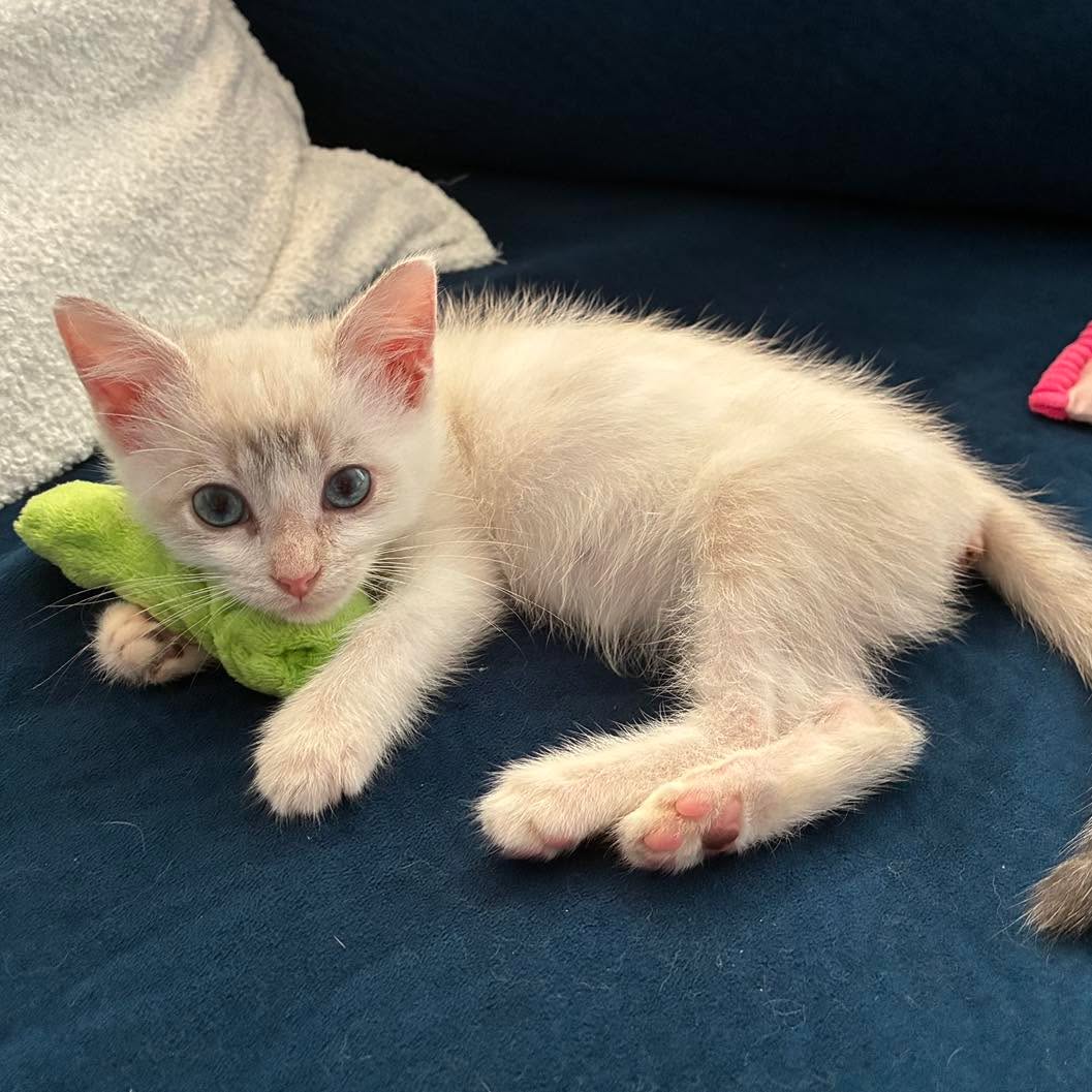 💚 MEET SHREK! 💚
Do you want someone to occupy your swamp with you? Don’t let the name fool you—this little girl is FAR from an ogre!
Shrek is an adorable almost 3-month-old kitten who is ready to find her very own happily-ever-after! She’s tiny, sweet, and absolutely impossible not to fall in love with.
She may not live in a swamp, but she’s definitely looking for a forever home where she can be loved like a princess every day. 👑💚
Who wants to give this little Shrek her happily-ever-after? Message us to learn more about adopting Shrek today!
#fspca #shrek #adorable #adoptdontshop #kittensdaily #fluvannaspca #sharethelove