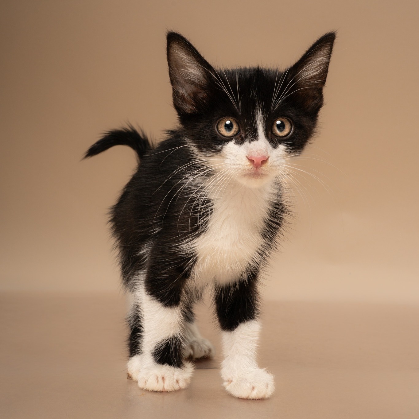 Ben has been alive for two months and has already mastered his greatest skill: getting exactly what he wants by being offensively cute.
Our @nbcdfw ๐๐๐ญ ๐จ๐ ๐ญ๐ก๐ ๐๐๐๐ค is a tiny tuxedo kitten with baby-soft fluff, a sweet little face, and the structural integrity of a marshmallow. Pick him up and congratulations, you now have plans for the foreseeable future.
His hobbies include cuddling, being carried around like the baby he is, and sitting there looking cute while everyone else loses their minds over him. Itโs a demanding schedule.
๐๐๐๐ญ ๐๐๐ง ๐๐๐๐๐ from ๐๐ ๐๐ ๐ญ๐จ ๐ ๐๐ at HSNTโs offsite adoption event at @petsmart ๐๐จ๐ง๐ญ๐ ๐จ๐ฆ๐๐ซ๐ฒ ๐๐ฅ๐๐ณ๐. Come ready to adopt because โI was just going to PetSmartโ is exactly how these things happen.
See more adoptable pets on our website.
#petoftheweek #NBC #petsmartcharities @petsmartcharities