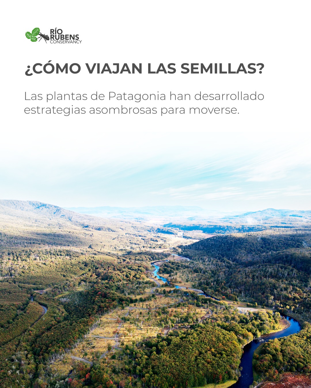¿Cómo viajan las semillas?
Las semillas pueden desplazarse de distintas formas, dependiendo de las características de cada planta y de las condiciones del entorno. Algunas son transportadas por el viento, otras viajan con el agua y muchas utilizan a los animales como medio de dispersión. También existen semillas que simplemente caen cerca de la planta y comienzan allí un nuevo ciclo. Estos mecanismos permiten que las plantas amplíen su distribución y alcancen nuevos espacios donde crecer. Aunque muchas veces pasan desapercibidas, las semillas forman parte de un proceso continuo de movimiento y renovación dentro de los ecosistemas. Cada viaje, por pequeño que parezca, puede ser el comienzo de una nueva planta.
#Conservacion #MedioAmbiente #RiosLimpios #Naturaleza #Patagonia #ProtegeNuestrosRios #Ecologia #Sustentabilidad #FuturoVerde #Chile #PatagoniaChiena #PatagoniaChilena #Rio #RegionMagallanes
.
.
.
.
.
.
.
.
.
.
.
How do seeds travel?
Seeds can move in different ways, depending on the characteristics of each plant and environmental conditions. Some are transported by the wind, others travel by water, and many use animals as a means of dispersal. There are also seeds that simply fall near the plant and begin a new cycle there. These mechanisms allow plants to expand their distribution and reach new spaces to grow. Although they often go unnoticed, seeds are part of a continuous process of movement and renewal within ecosystems. Every journey, no matter how small it may seem, can be the beginning of a new plant.
#Conservation #NaturePreservation #CleanRivers #EcoFriendly #Sustainability #WildRivers #NaturePhotography #ProtectOurPlanet #GreenFuture #WaterIsLife #SaveTheRivers #Chilean