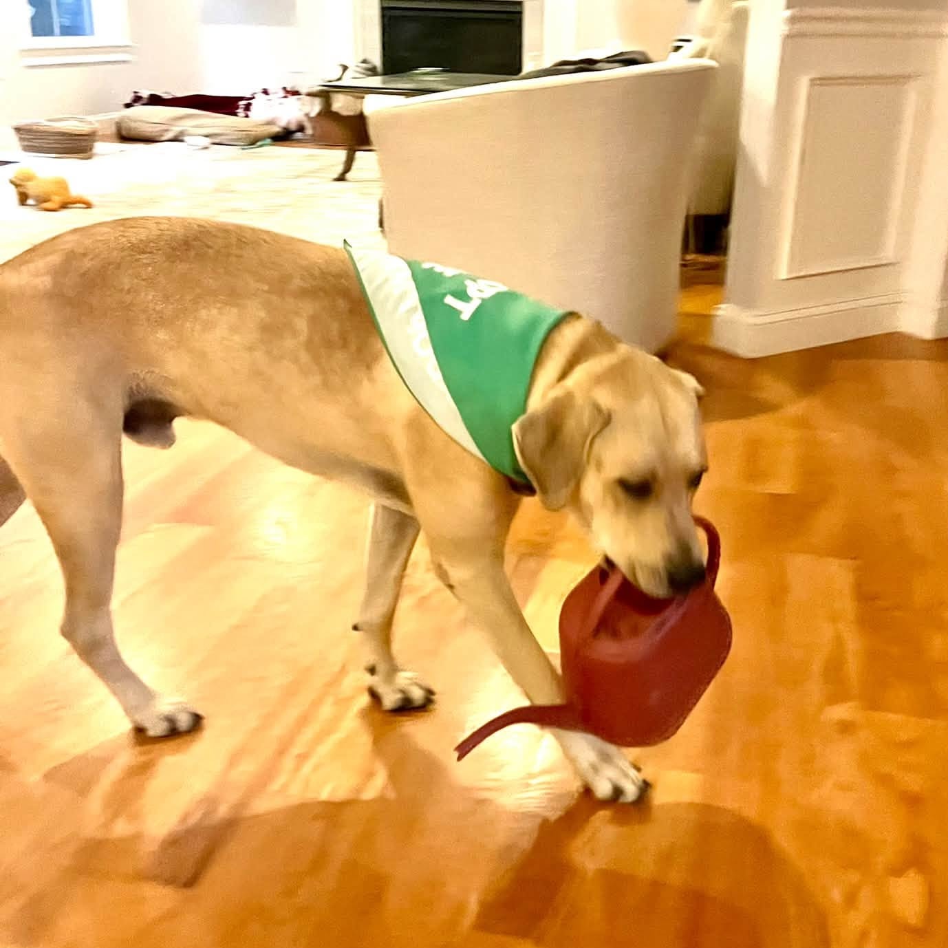 Adoptable Beau has been quite content fitting into his foster's schedule, which includes anything from walkies to napping to splashing in the water... ok, it's possibly curated around Beau but he's very appreciative!
Beau is an easy-going boy but does love his toys (especially tennis balls and chew toys!) and playtime like any young pup. He loves people and will happily hop into a car to join you on an adventure. He can’t wait to be part of the fam and make lots of wonderful memories with his people 🥰
Learn more about him and apply through the link in our bio...
.
#adoptabledog #rescuedog #rescuedismyfavoritebreed