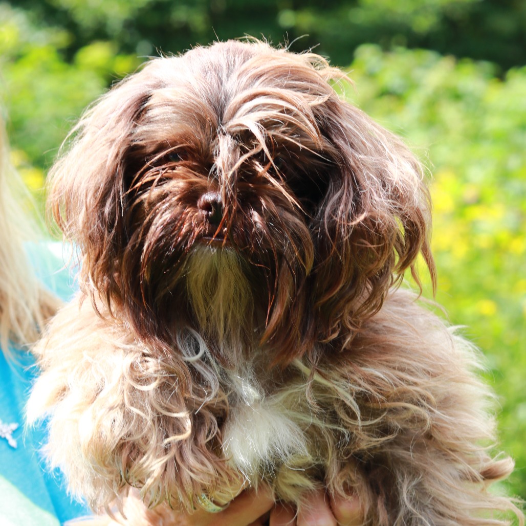 Meet Forge, the 2-year-old shih tzu mix who is redefining 'bad hair day.' This fluffy furball may be a master of the shaggy look, but we assure you, behind all that fur is a face that's as cute as can be (we think!). Though his current coiffure might be more 'dust bunny' than 'show dog,' Forge's charm is undeniable. He's a friendly, sweet fellow who is always ready for a snuggle. So, if you're looking for a companion who's full of personality (and fur!), Forge is your guy. Come and find out what's really under all that fluff!
Meet him at PawSafe Animal Rescue, 348 Old Colony Rd, Eastford CT
Wed 4-6:30/Thurs 10:30-12:30/Sat & Sun 11-1