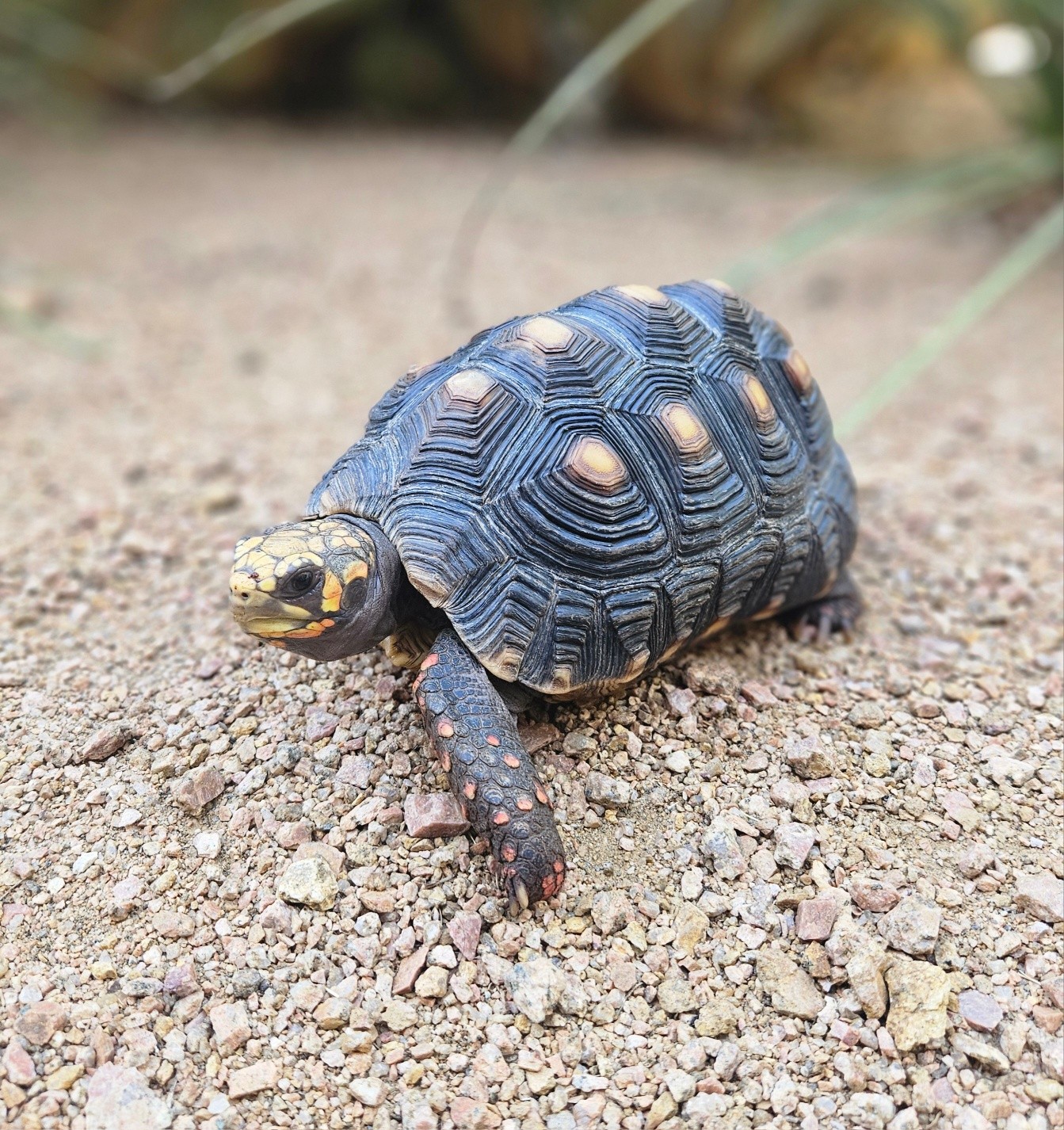 Juvenile Red Foot Tortoises available now at dfw reptarium
#dfwreptarium #dfwreptiles #reptileshop #petshop #dallastexas
