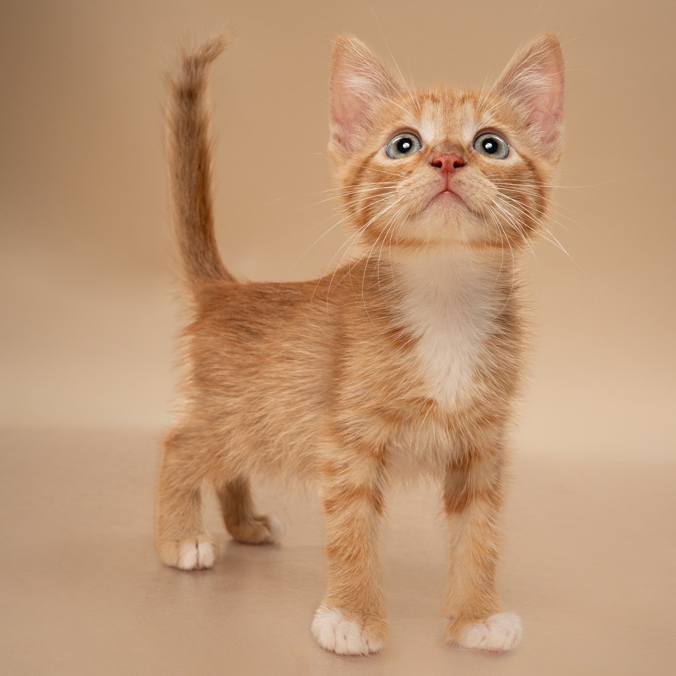 Your household has discussed it, and the vote is in: you need another pet. Please do not ask who was eligible to vote.
You can meet your newest family member ๐ญ๐จ๐ฆ๐จ๐ซ๐ซ๐จ๐ฐ from ๐๐ ๐๐ ๐ญ๐จ ๐ ๐๐ at @petsmart ๐๐จ๐ง๐ญ๐ ๐จ๐ฆ๐๐ซ๐ฒ ๐๐ฅ๐๐ณ๐, where HSNT will have adoptable pets waiting to find their people.
See our adoptable pets on our website, then come meet them tomorrow.
#AdoptDontShop #FortWorthTX #DFWPets #PetAdoption #petsmartcharities @petsmartcharities