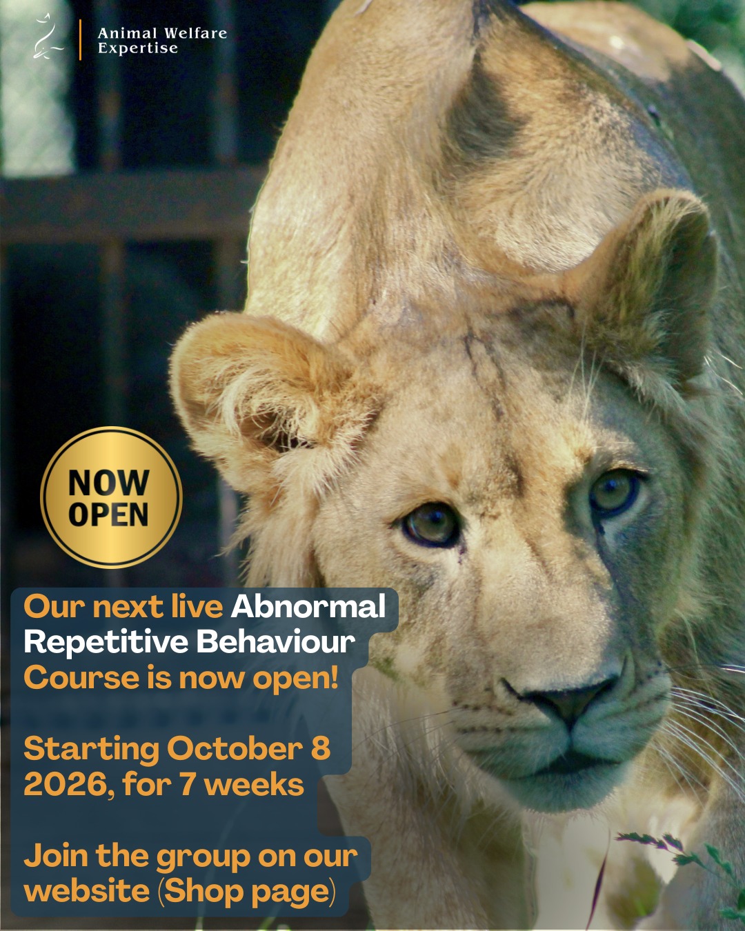 We're ready to accept the next cohort of dedicated, passionate animal care professionals supporting each other and making meaningful progress in mitigating one of animal welfare's most complex problems.
Our live online Course on Abnormal Repetitive Behaviours (ARBs) is now open for October - November 2026 dates! 7 weeks of sessions cover everything you need to fully understand ARBs. and how to best tackle them and enhance animal welfare.
This is a very interactive course, where you have the option of bringing a case study and working through it during the course, leaving with a ready-to-apply, formatted Intervention Plan.
The content includes a pre-recorded, tailored session from Professor Georgia Mason, the world-leading researcher in ARBs, and Certificates of Completion will be issued.
We've had some positive feedback from our course group earlier this year: we love the reference to the "buzz" you get when learning something new, and knowing it can help animals on the ground. Will you join us in cultivating this buzz on October 8th?
Sign up on our website Shop page, or using the link in our bio.