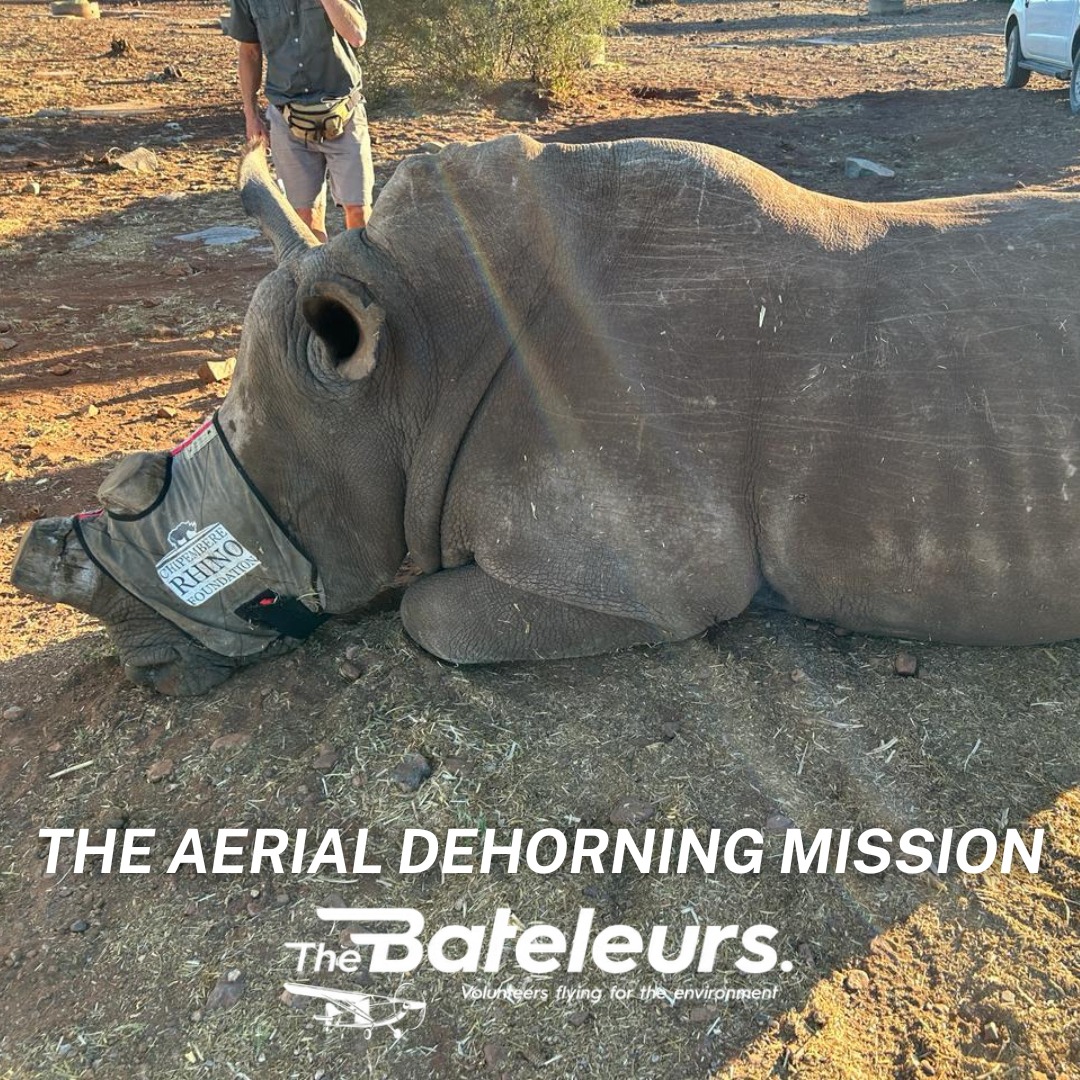World Rhino Day is 22 September. We're starting the conversation early.
The Bateleurs have flown some of their most critical missions in support of rhino conservation,aerial coordination for dehorning operations, anti-poaching surveillance, and post-poaching crime scene investigation.
Our pilots fly the kind of missions that ground teams can't. They see the poachers before the poachers see them. They report the carcasses. They coordinate the response.
Dehorning saves lives. Aerial surveillance deters poaching. Donor support makes both possible.
🔗 bateleurs.org | Section 18A NPO
#WorldRhinoDay #Rhino #RhinoConservation #AntiPoaching #DehorningMission #TheBateleurs #Conservation #SouthAfrica #VolunteersFlying