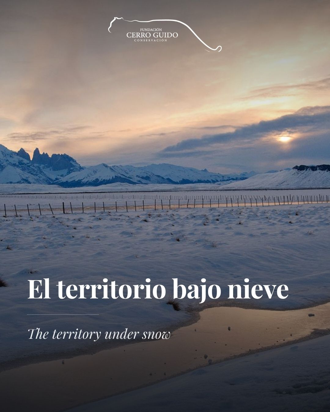 El invierno en Cerro Guido no pausa la conservación — la transforma. Con la nieve, puma y guanaco concentran su actividad en corredores y sectores más restringidos del paisaje: el traslape entre ambas especies sube a 66%, el más alto del año.
Mientras tanto, nuestro equipo de investigadores de terreno sigue en terreno todos los días, y los perros protectores continúan su trabajo junto a los rebaños, sin importar el frío ni el viento patagónico.
Así es la ciencia de campo en el sur de Chile: constante, incluso bajo nieve. ❄️
-
Winter at Cerro Guido doesn't pause conservation work — it transforms it. With snow, puma and guanaco concentrate their activity in narrower corridors and sectors of the landscape: the overlap between both species rises to 66%, the highest of the year.
Meanwhile, our field researchers team keeps working in the field every day, and our livestock guardian dogs keep doing their job alongside the herds, regardless of the Patagonian cold and wind.
That's what field science in southern Chile looks like: constant, even under snow. ❄️
📍 @turismo.estancia.cerroguido
#FundacionCerroGuido #Patagonia
