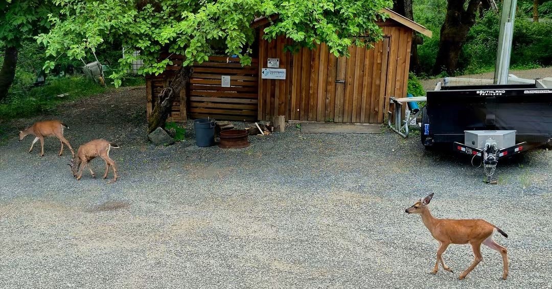 Puntledge: Where Wildlife Comes To Stay 🦌
Just a glimpse at some of the residents who can be spotted around the campsite on a regular basis.
Let us know, have you seen any of our local wildlife during your stay?
#comoxvalley #wildbc #courtenaybc #bccamping #realtime #explorebc Super, Natural British Columbia