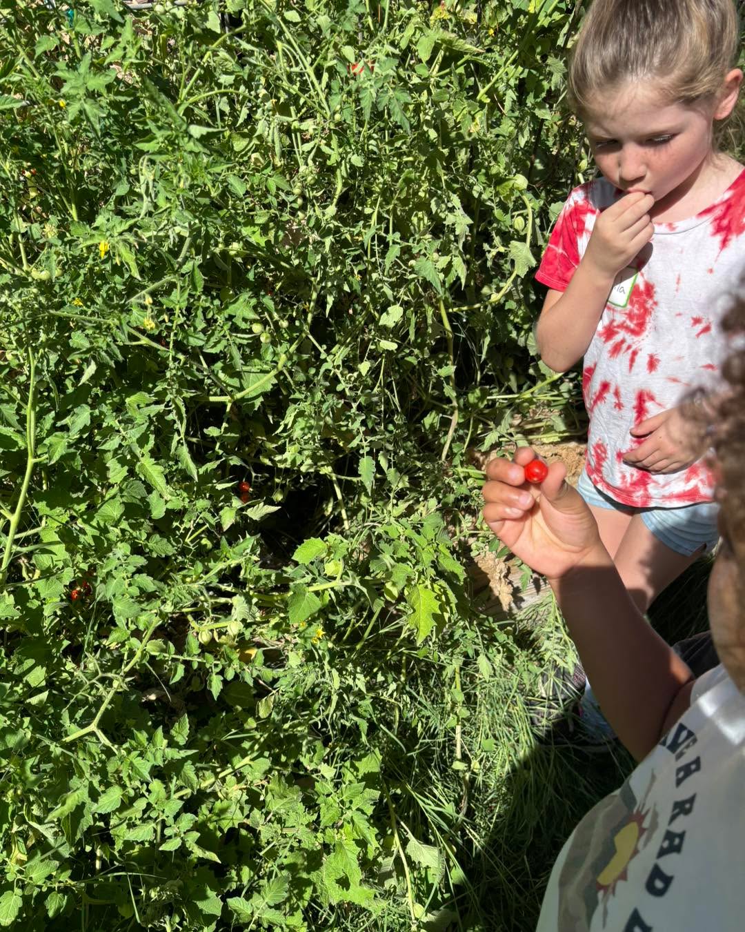 Our second farm class was HOT! Much different weather than last week. Today we were mainly in the garden, identifying some different types of plants, trying some tomatoes and ground cherries.