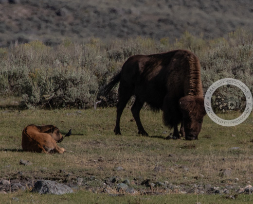 Thank you to everyone who has taken the time to check out all of my Yellowstone photographs! I know there have been a LOT of them, but Yellowstone gave me so many amazing moments to capture! If you see a photograph you love and would like it made into something special, I can do any size and any medium—prints, canvas, framed pieces, mugs, cards, and more! Check out my other photographs too: https://keaslerphotography.etsy.com and keaslerphotography.com
If you see something you like, send me a message! I’d love to create something just for you. Thank you for supporting my small business, and please share my page with your friends and family!
#KeaslerPhotography #YellowstonePhotography #Yellowstone #NaturePhotography #WildlifePhotography #LandscapePhotography #CustomPhotography #WallArt #SupportSmallBusiness