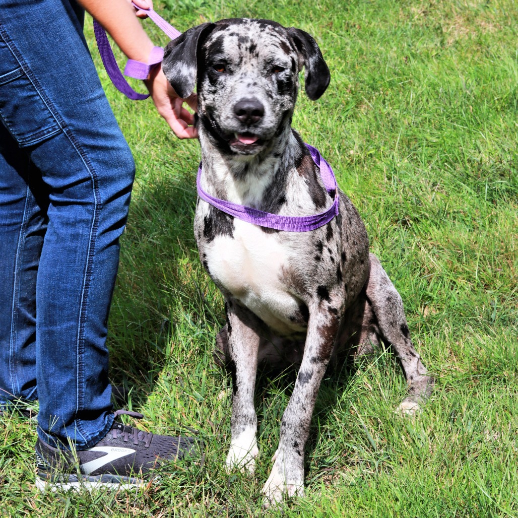 Meet this stunning 2‑year‑old, 67‑lb mystery mix — with a dash of Great Dane (or so we're told). He grew up in a home with eleven dogs, so he’s used to sharing space, making friends, and rolling with whatever the day brings. Despite his size, he’s a gentle, friendly guy who genuinely enjoys other dogs and lights up when people give him attention.
He’s very eager to learn, so he’d thrive with someone who can handle a big dog and wants to put a little time into training. He’s playful, treat‑motivated, and flops over for belly rubs!
If you’re looking for a sweet, social, oversized companion who’s ready become his best self, this handsome boy is waiting to meet you.
Meet him at PawSafe Animal Rescue, 348 Old Colony Rd, Eastford CT
Wed 4-6:30/Thurs 10:30-12:30/Sat & Sun 11-1