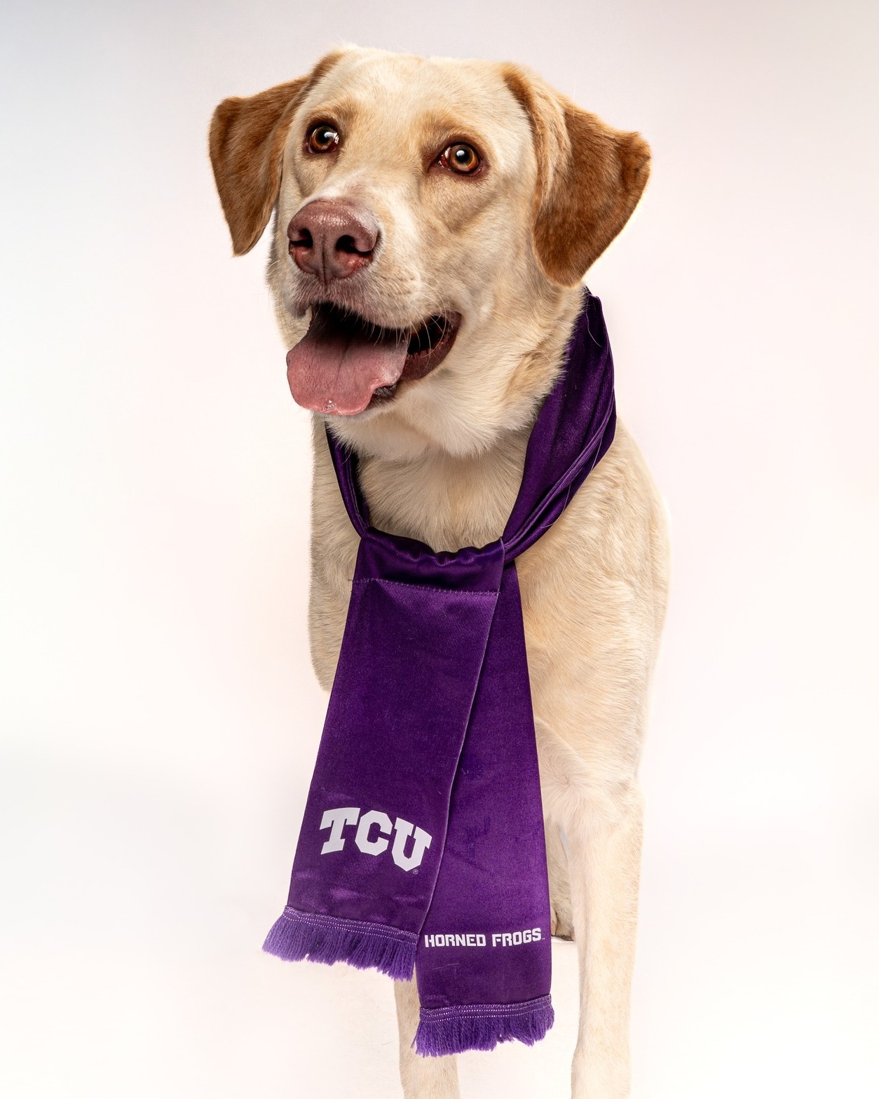 ๐๐๐ญ๐ฎ๐ซ๐๐๐ฒ ๐ฉ๐ฅ๐๐ง๐ฌ: casually walk into @petsmart . Leave with a new family member. Seems reasonable to us. ๐พ
Evie and her adoptable friends will be at ๐๐๐ญ๐๐ฆ๐๐ซ๐ญ ๐๐จ๐ง๐ญ๐ ๐จ๐ฆ๐๐ซ๐ฒ ๐๐ฅ๐๐ณ๐ ๐ญ๐จ๐ฆ๐จ๐ซ๐ซ๐จ๐ฐ ๐๐ซ๐จ๐ฆ ๐๐ ๐๐ ๐ญ๐จ ๐ ๐๐, ready to meet the people theyโll be cheering with this football season and every season after. ๐ถ๐ฑ
And they have a little extra reason to cheer this season! TCU Football ๐๐ฉ๐๐๐ข๐๐ฅ ๐๐๐๐ฆ๐ฌ players are teaming up with HSNT for ๐๐จ๐ข๐ง๐ญ๐ฌ ๐๐จ๐ซ ๐๐ฎ๐ฉ๐ฌ, donating $5 for every extra point, $10 for every touchback, $15 for every field goal and $20 for every punt downed inside the 20 yard line.
๐๐๐ง๐ญ ๐ญ๐จ ๐ค๐ง๐จ๐ฐ ๐ฐ๐ก๐จ ๐๐ฅ๐ฌ๐ ๐ข๐ฌ ๐๐จ๐ฆ๐ข๐ง๐ ? Head to our website and check out the adoptable pets joining us tomorrow. Your new game day buddy might already be waiting for you. ๐
#AdoptDontShop #FortWorthPets #DFWAdoptions #petsmartcharities @petsmartcharities
