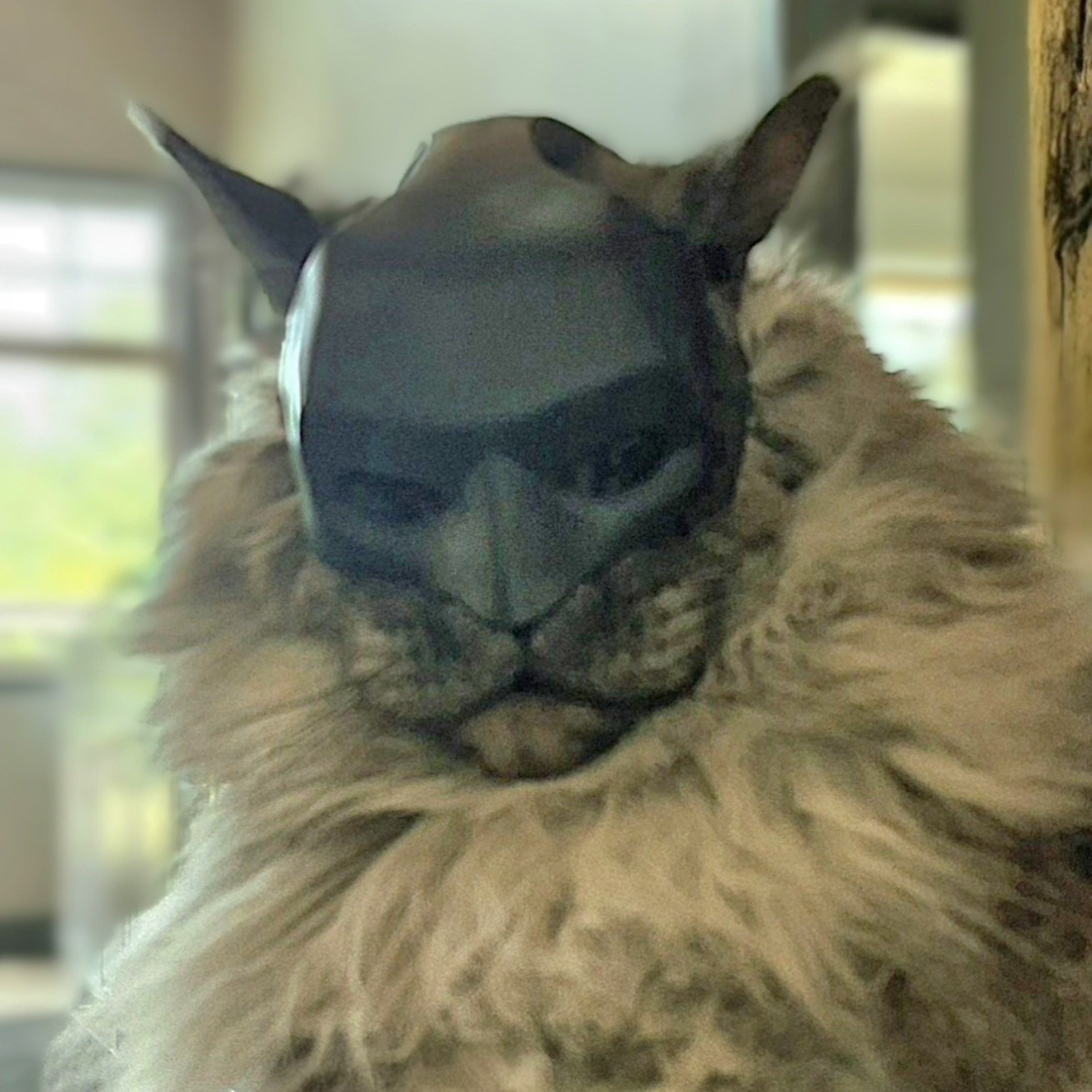 When Puntledge RV park needs a hero...
It's officially October and you know what that means...Halloween! We are only a few weeks away from Halloween and Mowgli has few costumes he's trialing before deciding which to wear on October 31st 🎃
Can you help him decide?
#comoxvalleybusiness #courtenaybc #bccamping #Halloween #batcat