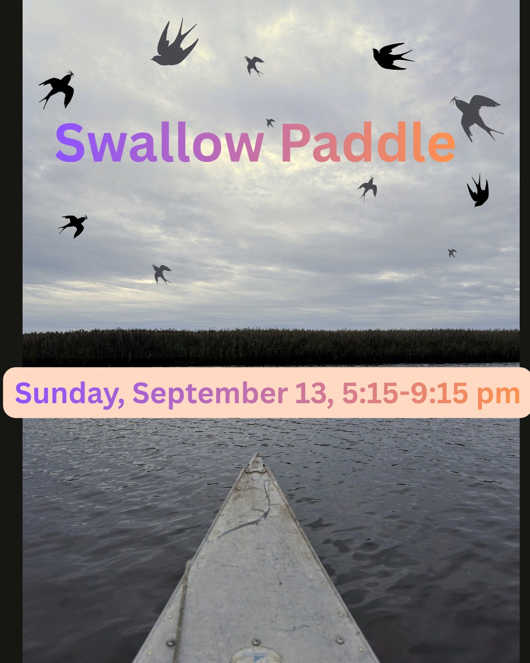 See the swallow murmuration with East Haddam Land Trust on the Connecticut River in Old Lyme. We launch at 5:15 p.m for the paddle upstream to Goose Island and paddle back after sunset. Participants must wear personal flotation devices and have well-functioning headlamps or waterproof flashlights for the return paddle. Children must be accompanied by an adult. Note: Registration and being a current, paid member of EHLT is required, and new members are welcome. Registration is limited to 12 vessels. The launch location will be sent to all members who register. If you are not yet a 2026 member, become a member to take part in this paddle.
Register here:
https://www.ehlt.org/swallows
IMPORTANT NOTICE: A CT law, Public Act 26-60 passed May 20, 2026, requires all unregistered watercraft (kayaks, canoes, row boats, paddle boards, etc.) have the name and phone number of the vessel's owner on or in the vessel.