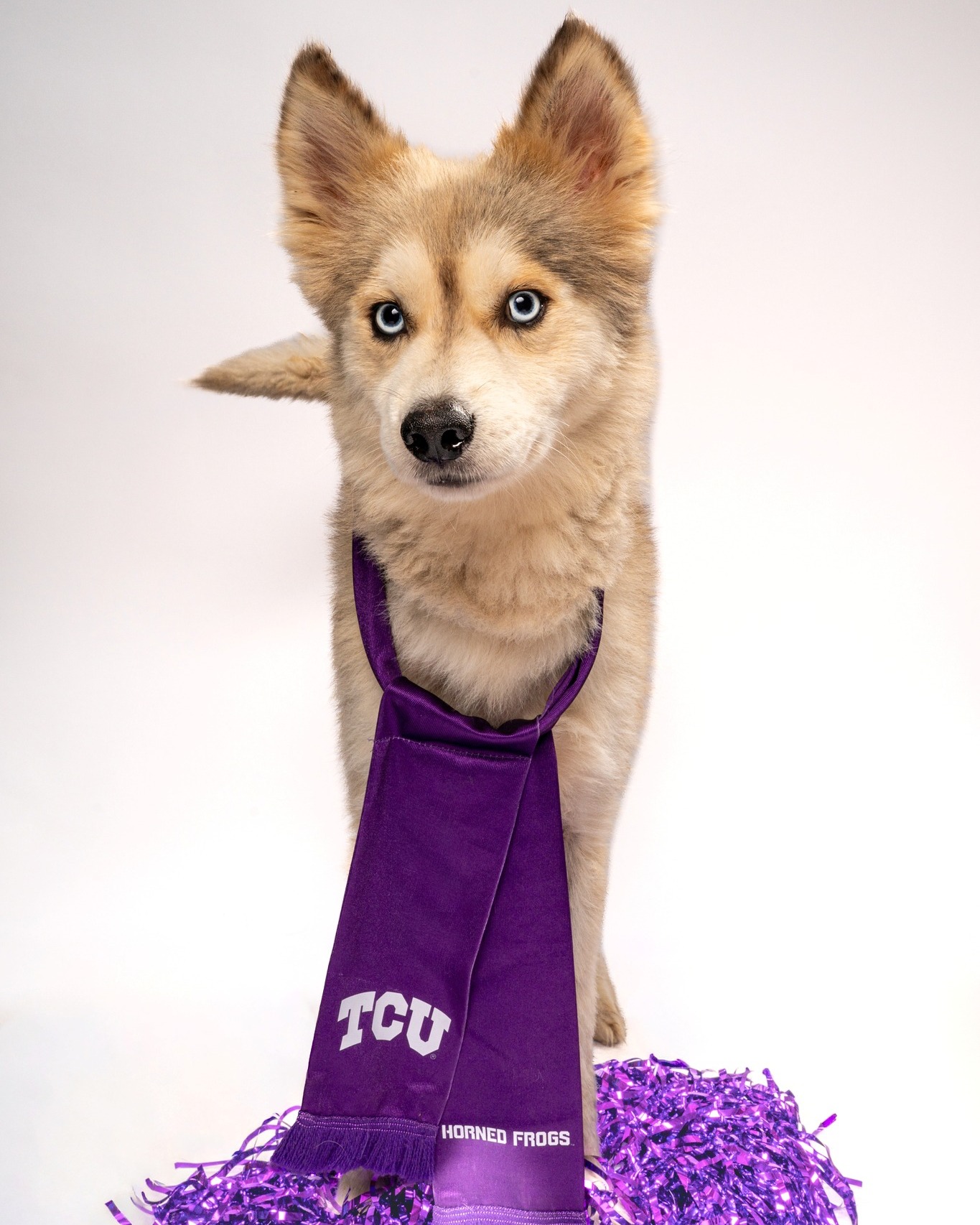 Meet ๐๐จ๐ง๐ค๐๐ฒ, the ultimate tailgating MVP and our @cbsnewstexas Pet of the Week!!
At ๐ ๐ฒ๐๐๐ซ๐ฌ ๐จ๐ฅ๐, this handsome ๐๐ฎ๐ฌ๐ค๐ฒ ๐ฆ๐ข๐ฑ was born to be the biggest sports fan in North Texas. Decked out in his favorite team's scarf, Monkey doesn't just watch the game; he brings the spirit. Whenever his team scores a touchdown, he unleashes a signature Husky howl that puts the entire stadium cheer squad to shame!
Whether you are looking for an energetic running partner, a backyard fetch champion, or a vocal mascot to cheer alongside you every weekend, Monkey is ready to draft you into his forever family.
Come meet Monkey at our @petsmart ๐๐จ๐ง๐ญ๐ ๐จ๐ฆ๐๐ซ๐ฒ ๐๐ฅ๐๐ณ๐ ๐๐๐จ๐ฉ๐ญ๐ข๐จ๐ง ๐๐ฏ๐๐ง๐ญ ๐ญ๐จ๐๐๐ฒ and let him win over your heart! Learn more about Monkey and his friends on our website.
#cbsnewstexas #petoftheweek #petsmartcharities @petsmartcharities