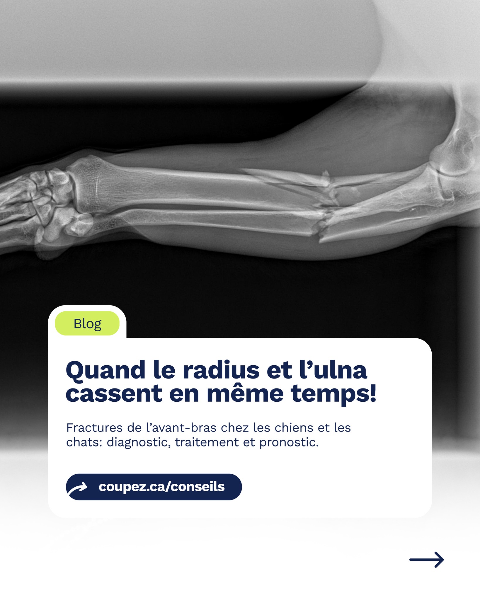 Dans notre article de blog de septembre, apprenez-en plus sur la gestion des fractures radius-ulna, du diagnostic au pronostic.
Avez-vous déjà référé une fracture radius-ulna à Coupez? ✂️
Lire l'article: https://www.coupez.ca/blog-article/fracture-du-radius-et-de-lulna-chez-le-chien-et-le-chat
