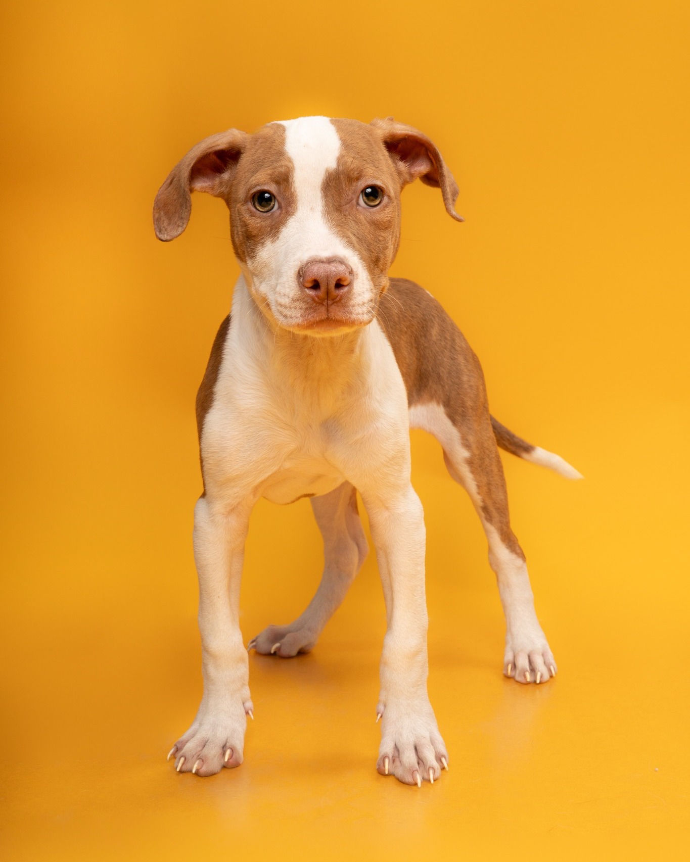 Consider this your sign to make room on the couch. Someone with four paws has plans for that spot. ๐พ
HSNT will be at @petsmart ๐๐จ๐ง๐ญ๐ ๐จ๐ฆ๐๐ซ๐ฒ ๐๐ฅ๐๐ณ๐ ๐ญ๐จ๐ฆ๐จ๐ซ๐ซ๐จ๐ฐ ๐๐ซ๐จ๐ฆ ๐๐ ๐๐ ๐ญ๐จ ๐ ๐๐ with adoptable pets who are very ready to trade shelter life for couch privileges, neighborhood walks, and a human to call their own.
Come ready to fall in love and come ready to adopt.Adoptions are first come, first served, so donโt wait for someone else to scoop up the pet you canโt stop thinking about.
๐๐จ๐ฎ๐ซ ๐ง๐๐ฐ ๐๐๐ฌ๐ญ ๐๐ซ๐ข๐๐ง๐ ๐๐จ๐ฎ๐ฅ๐ ๐๐ ๐ฐ๐๐ข๐ญ๐ข๐ง๐ . Visit our website now to view our adoptable pets, then come meet them tomorrow!
#HSNT #AdoptDontShop #FortWorthPets #PetAdoption #petsmartcharities @petsmartcharities
