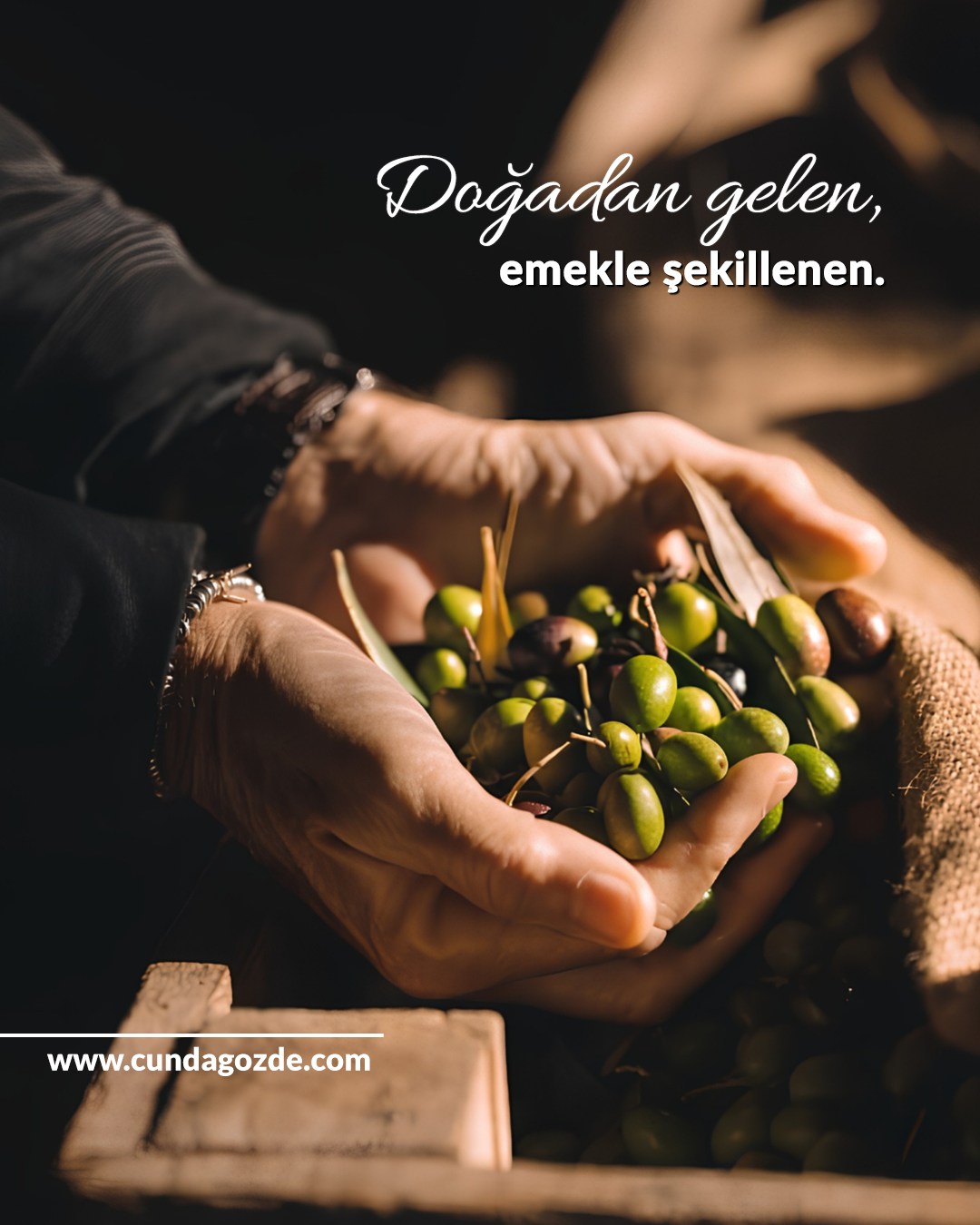Toprağın cömertliğini ellerimizde hissediyor, Cunda Gözde farkıyla her bir zeytini dalından koparıldığı andaki tazeliğiyle özenle işliyoruz.✨🌿
#Cunda #CundaGözeZeytincilik #YöreselÜrünler #ızgarazeytin