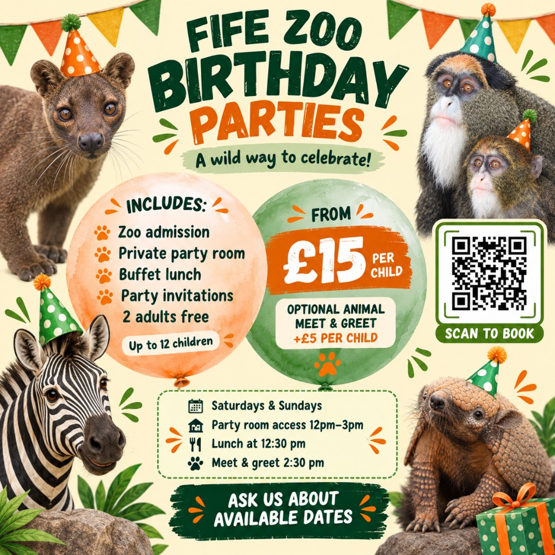 🎉 With all the exciting events we've been busy planning lately, let's not forget that we host parties too!
Looking for somewhere a little different to celebrate your little one's birthday? Why not go wild at Fife Zoo? 🦓🐒
Our birthday parties include: 🎈 Zoo admission for all party guests 🎈 Your own private party room 🎈 A delicious party buffet 🎈 Invitations for your guests 🎈 Two adults go FREE!
And for an extra special birthday treat, you can add an animal meet & greet! 🐾
Parties start at just £15 per child, with optional animal meet & greets for an additional £5 per child.
🎂 Less planning for you, more wild adventures for them!
Find all the details and book your party using the link in our profile. 💚