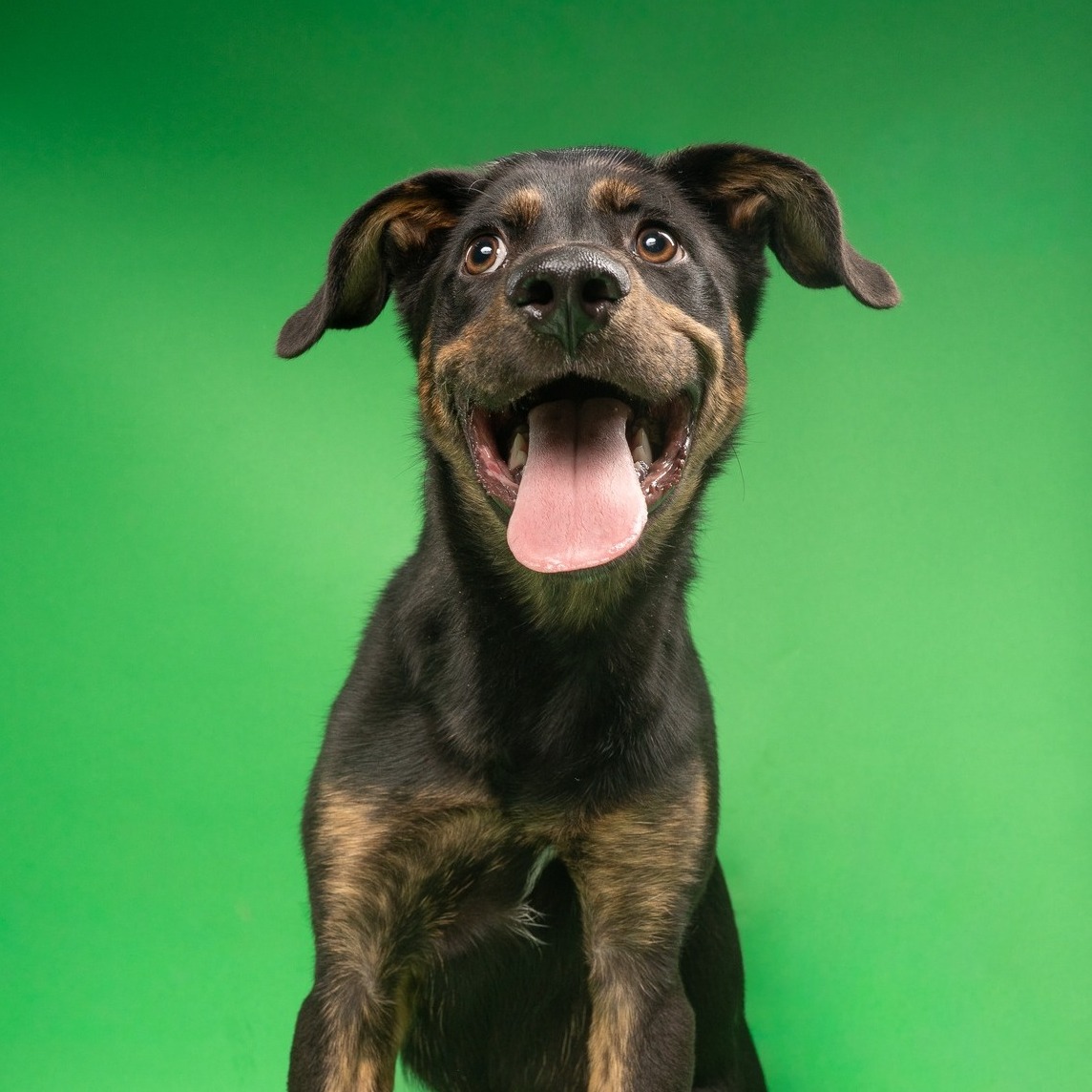 Going into @petsmart for โjust one thingโ has never been a particularly safe planโฆ especially when HSNT is bringing adoptable pets.
Join us tomorrow from ๐๐ ๐๐ ๐ญ๐จ ๐ ๐๐ ๐ข๐ง๐ฌ๐ข๐๐ ๐๐๐ญ๐๐ฆ๐๐ซ๐ญ ๐๐จ๐ง๐ญ๐ ๐จ๐ฆ๐๐ซ๐ฒ ๐๐ฅ๐๐ณ๐ and meet some seriously cute pets who are ready to make your quick store run a little more permanent.
See whoโs waiting for you on our website, then come make it official.
#AdoptDontShop #FortWorthTX #DFWPets #PetAdoption #petsmartcharities @petsmartcharities