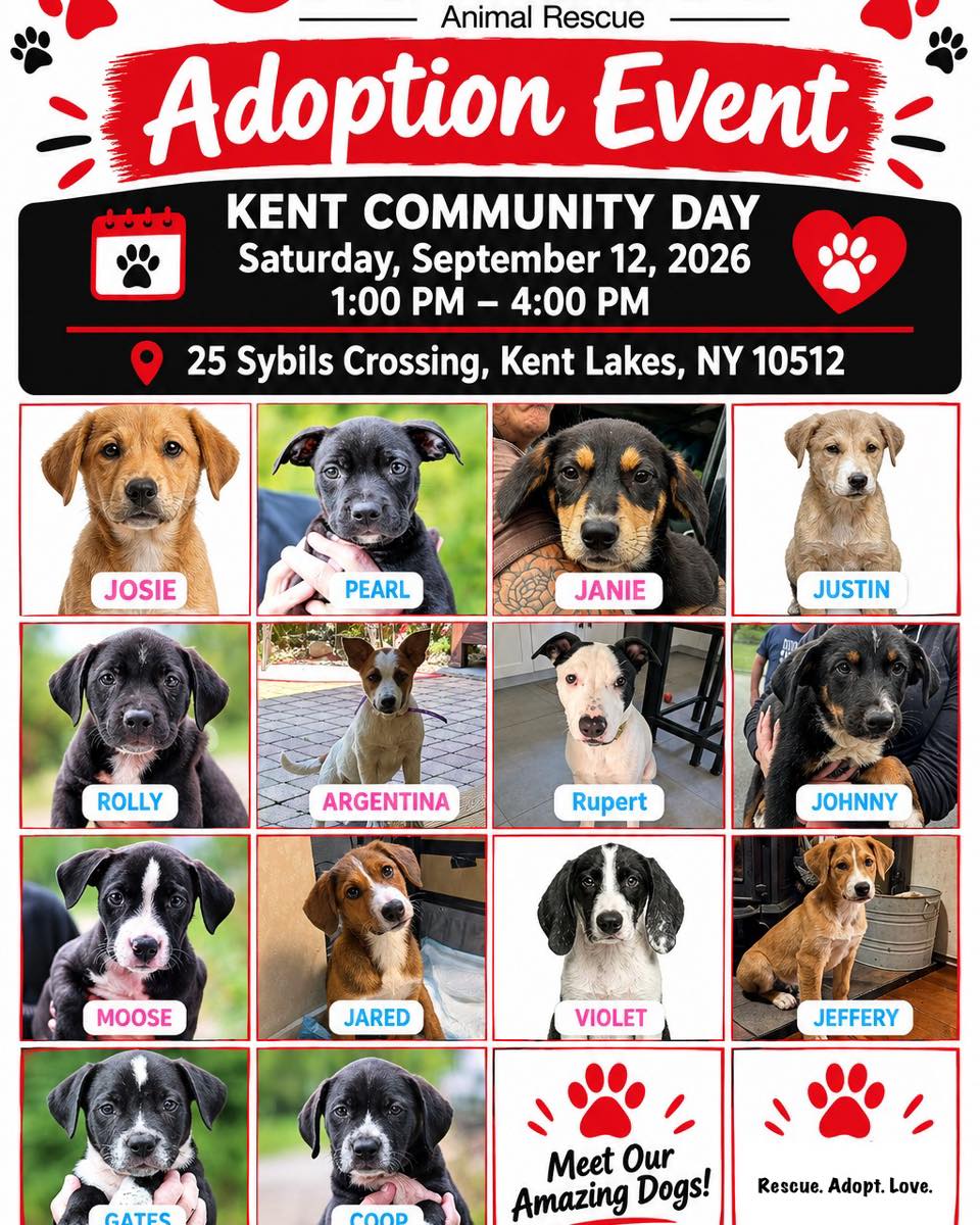 YOUR NEW BEST FRIEND MIGHT BE WAITING FOR YOU! 🦮🐕🦺
Looking for unconditional love, a wagging tail, and a best friend who will be by your side through it all? Come meet some of PawSafe Animal Rescue’s adorable adoptable dogs!
📍 Kent Community Day
📅 Saturday, September 12, 2026
⏰ 1:00 PM – 4:00 PM
📌 25 Sybils Crossing, Kent Lakes, NY 10512
These sweet pups are ready to meet you—and they have SO much love to give.
🐾 Meet your potential new family member.
🏡 Fall in love.
❤️ Adopt and change a life.
You never know… the dog you’ve been waiting for could be waiting for you.
👉 See available dogs and learn more at Pawsafe.org