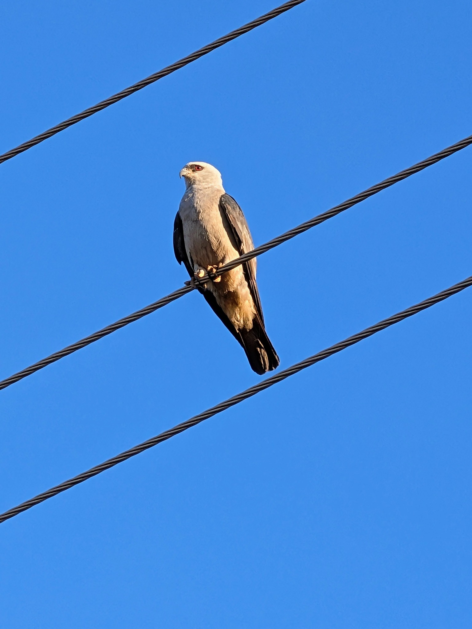Friend or nah? #namethatbird