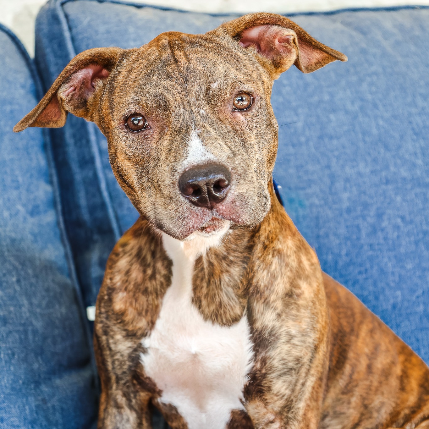 🐾 NEXT UP… MEET BARNEY & FRED! ❤️
Two brothers. Two ridiculously sweet faces. And two boys who are very thankful that their journey brought them to Second Chance.
🤎 Barney — our handsome brindle boy
🧡 Fred — his adorable reddish brother
We estimate these precious Pitty boys to be around 8 months to 1 year old about 30-35lbs, which means they may be pretty close to their full-grown size. As always with rescue dogs, age and adult size are our best estimates based on what we know.
What we DO know? These boys are calm, sweet, curious, and absolutely precious. They’re taking everything in, learning their new surroundings, and reminding us exactly why second chances matter.
Their story brought them here. Now we get to help write what comes next. ❤️
Let’s show Barney and Fred what a SECOND CHANCE really looks like — a family, a couch, safety, love, and a home to finally call their own. 🏡🐾
They are available for adoption separately and ready to meet their people!
➡️ Apply: www.scdrm.com/adopt
Please share Barney & Fred. Let’s get these brothers HOME!
#SecondChanceDogRescueMansfield #MeetBarneyAndFred #PittyLove #NewArrivals #AdoptDontShop #SecondChances #RescueDogs #LikeFollowShare #puppy #texas #rescuedismyfavoritebreed #dogs #pittie #pitty #pittylove #MansfieldTX