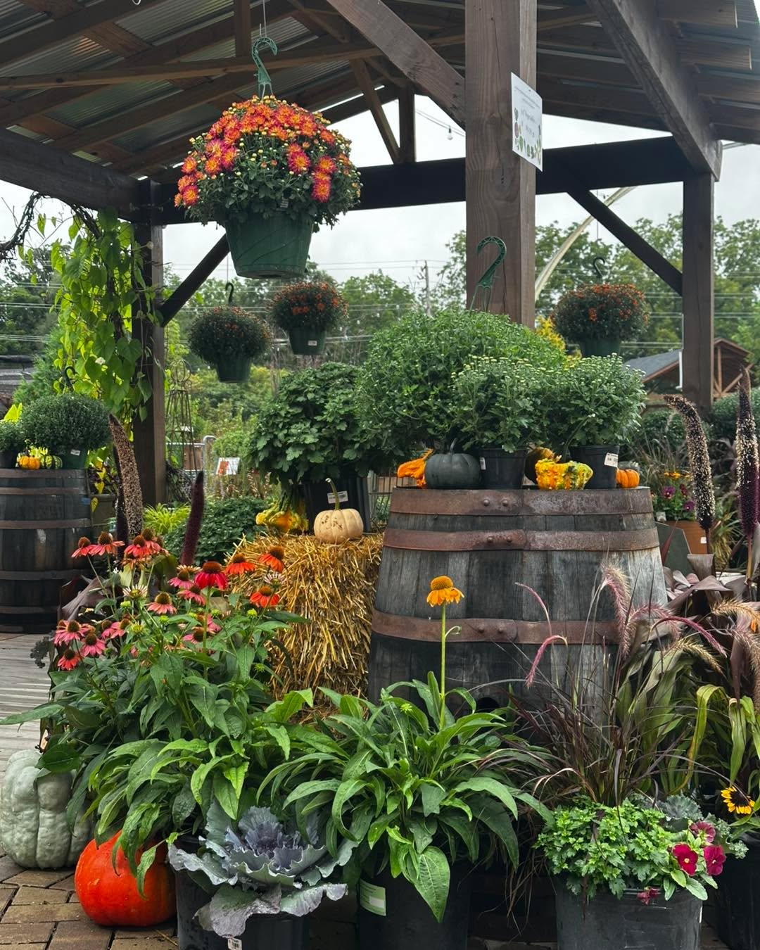 It’s a great weekend to transition your front porch from Summer to Fall!
We have everything you need to make that happen!
Open until 5 today!
#hangingbasketsofinstagram #gardencenters #gardencenterlife #gardencenter #stcharlesillinois #genevaillinois #bataviaillinois #sugargroveil #oswegoil #stcharlesil #auroraillinois #genevail #oswegoillinois #bataviail #sugargroveillinois #aurorail