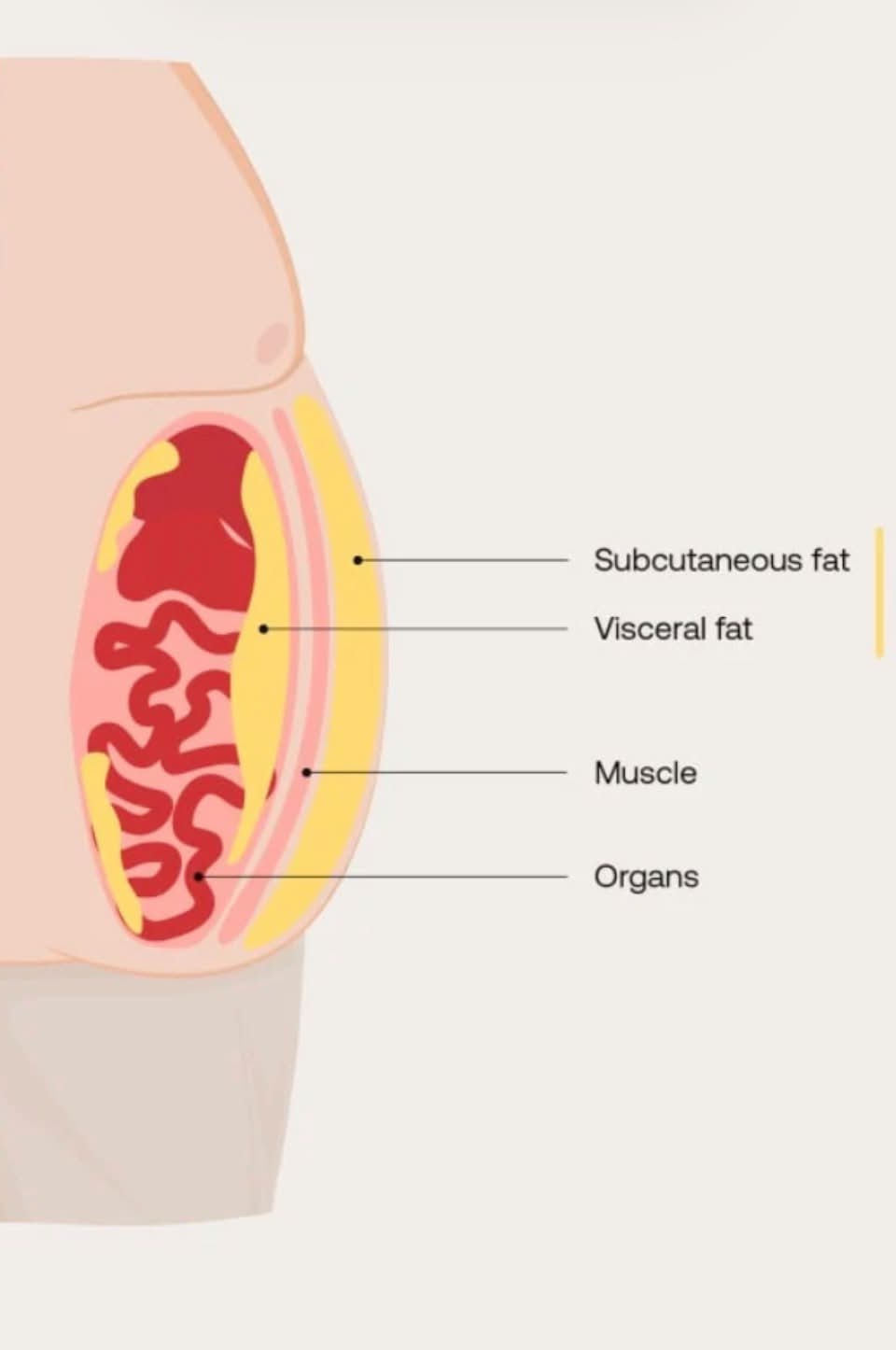Did You Know ?
Do you know that the Fat around your organs is called visceral fat? It’s deep under your skin, and if you eat an unhealthy diet, chances are your numbers are high. This type of fat puts you at risk for various diseases such as , high blood pressure, type 2 diabetes, dementia, and certain cancers.
It is calculated by (cm²) of fat.
What is your number ?