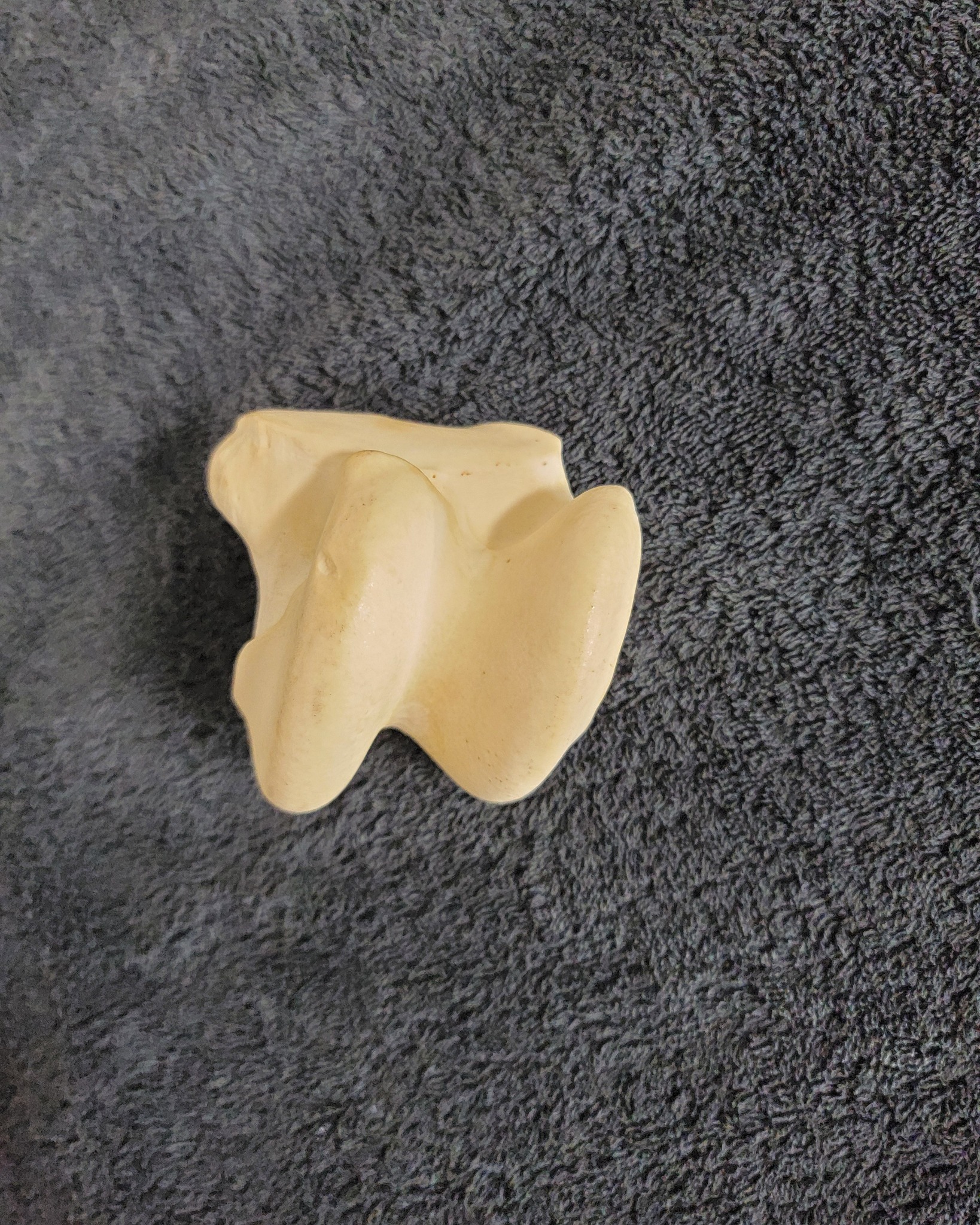 With spooky season around the corner, we thought we should share some fun bones as a fun inside look at the horse.
What bone is this?