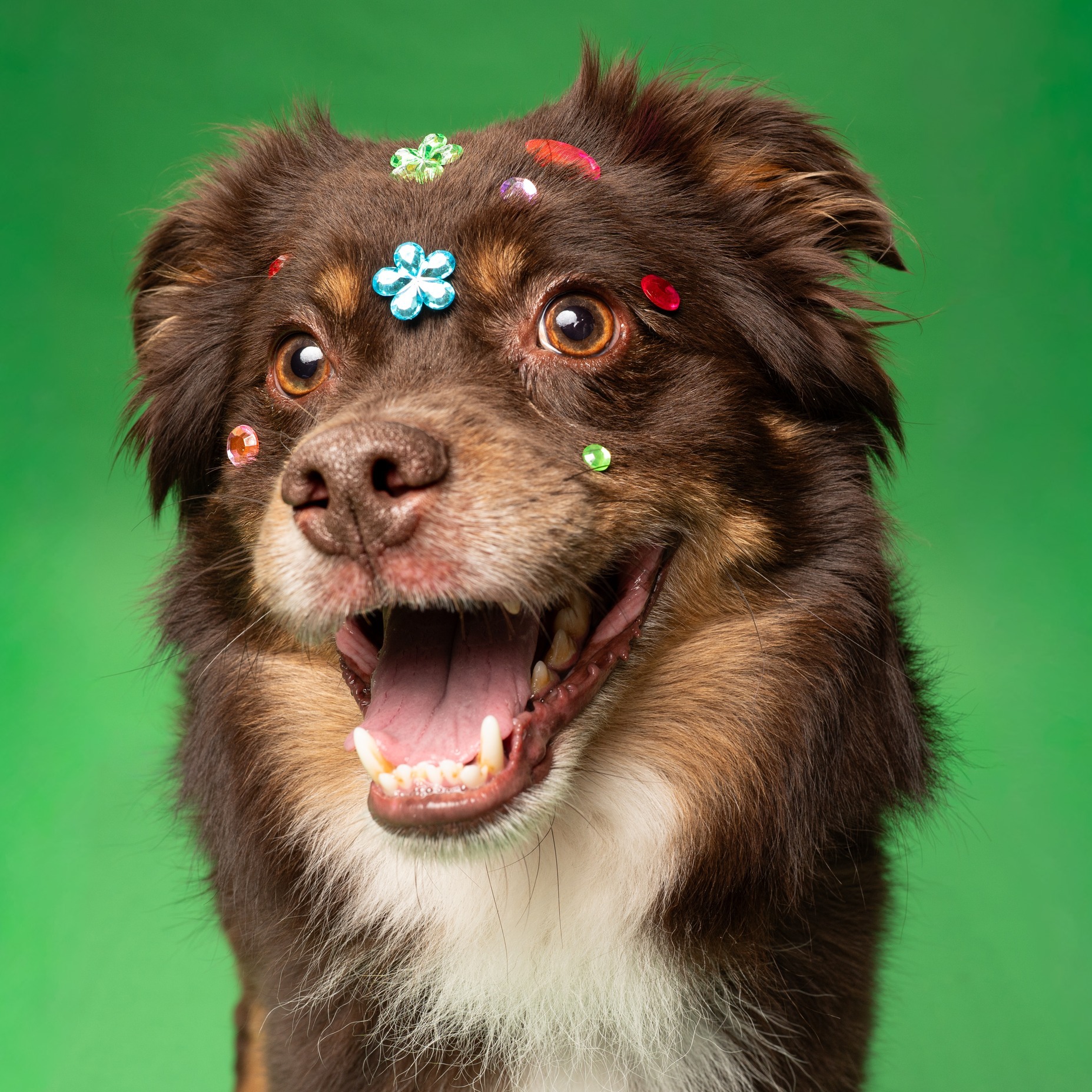 Weโre gem maxing our pets because every gem deserves to be discovered. ๐
Our adoptable pets were already shining, but we gave them a little extra sparkle to help catch the eye of their future families. Come meet our adoptable crew at @petsmart ๐๐จ๐ง๐ญ๐ ๐จ๐ฆ๐๐ซ๐ฒ ๐๐ฅ๐๐ณ๐ ๐๐ซ๐จ๐ฆ ๐๐ ๐๐ ๐ญ๐จ ๐ ๐๐ and you might just leave with someone priceless.
Donโt just admire the sparkle. Come ready to adopt!
See whoโs waiting for you on our website.
#GemMaxing #AdoptDontShop #PetAdoption #petsmartcharities #HSNT @petsmartcharities