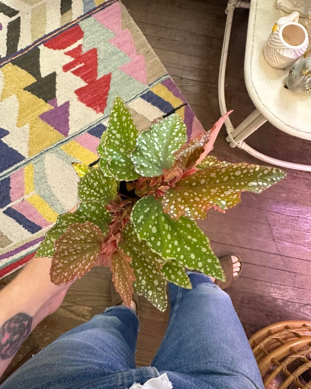 Add color and texture with these gorgeous houseplants! Plant Grandma Beth lovingly cleanses and cares for every plant in our store, so you can be assured that you’re bringing home a healthy and happy plant baby 💚